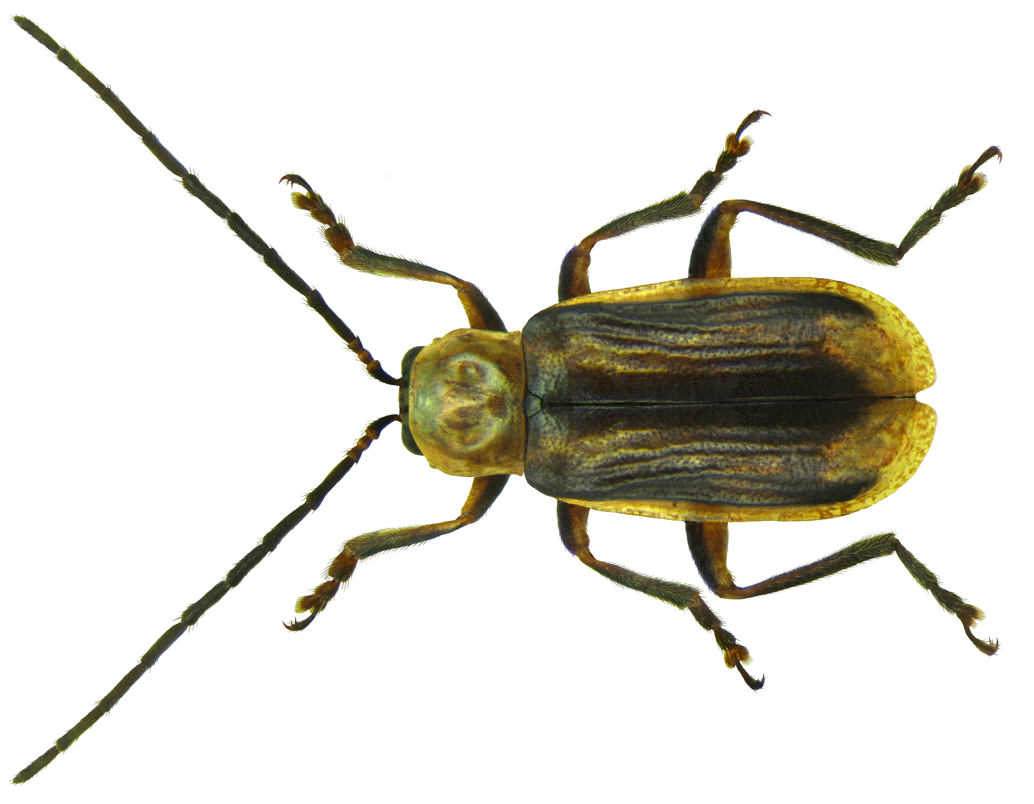 Diabrotica virgifera LeConte, 1868