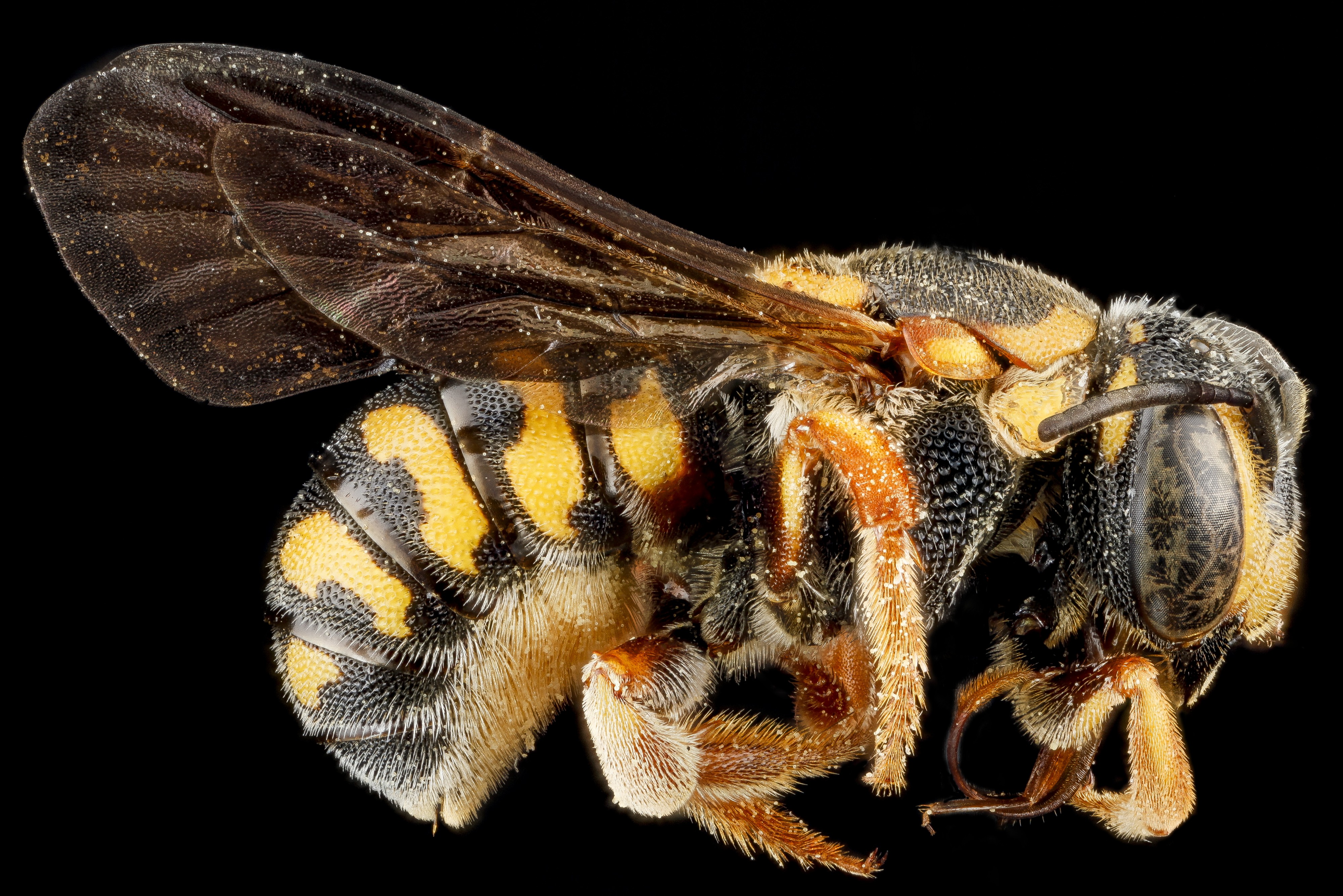 Dianthidium curvatum f