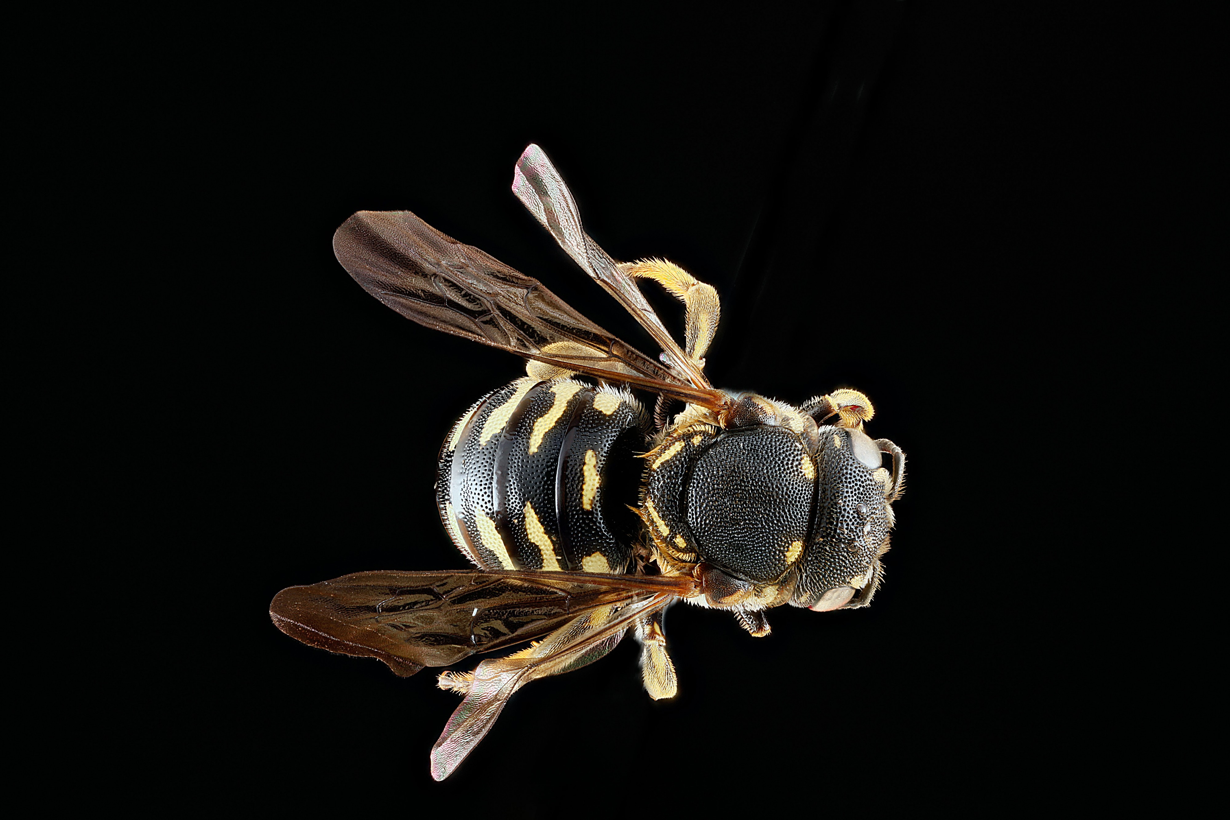 Dianthidium simile f1