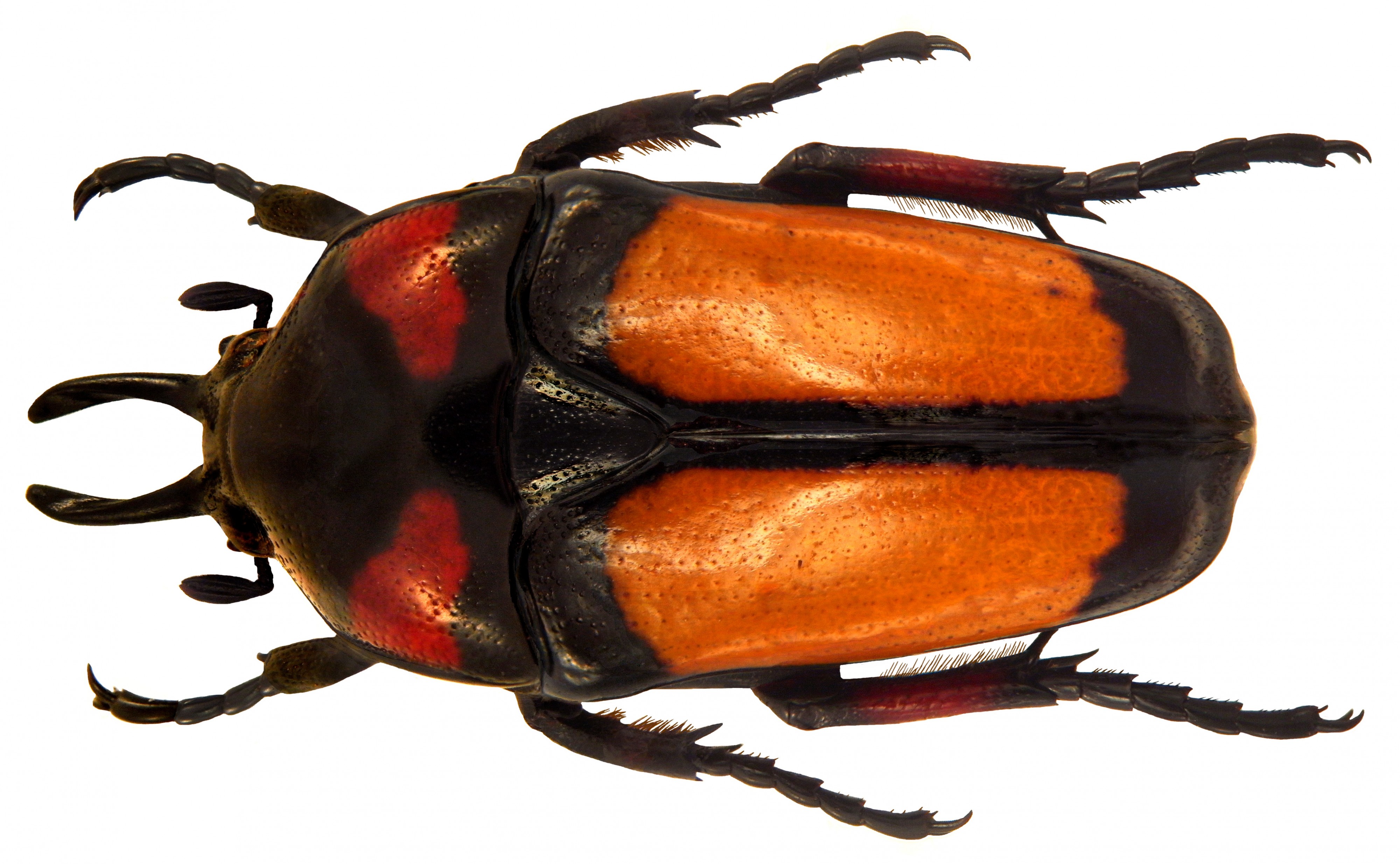 Dicheros bicornis kurosawai Nagai, 1998 (5254950670)