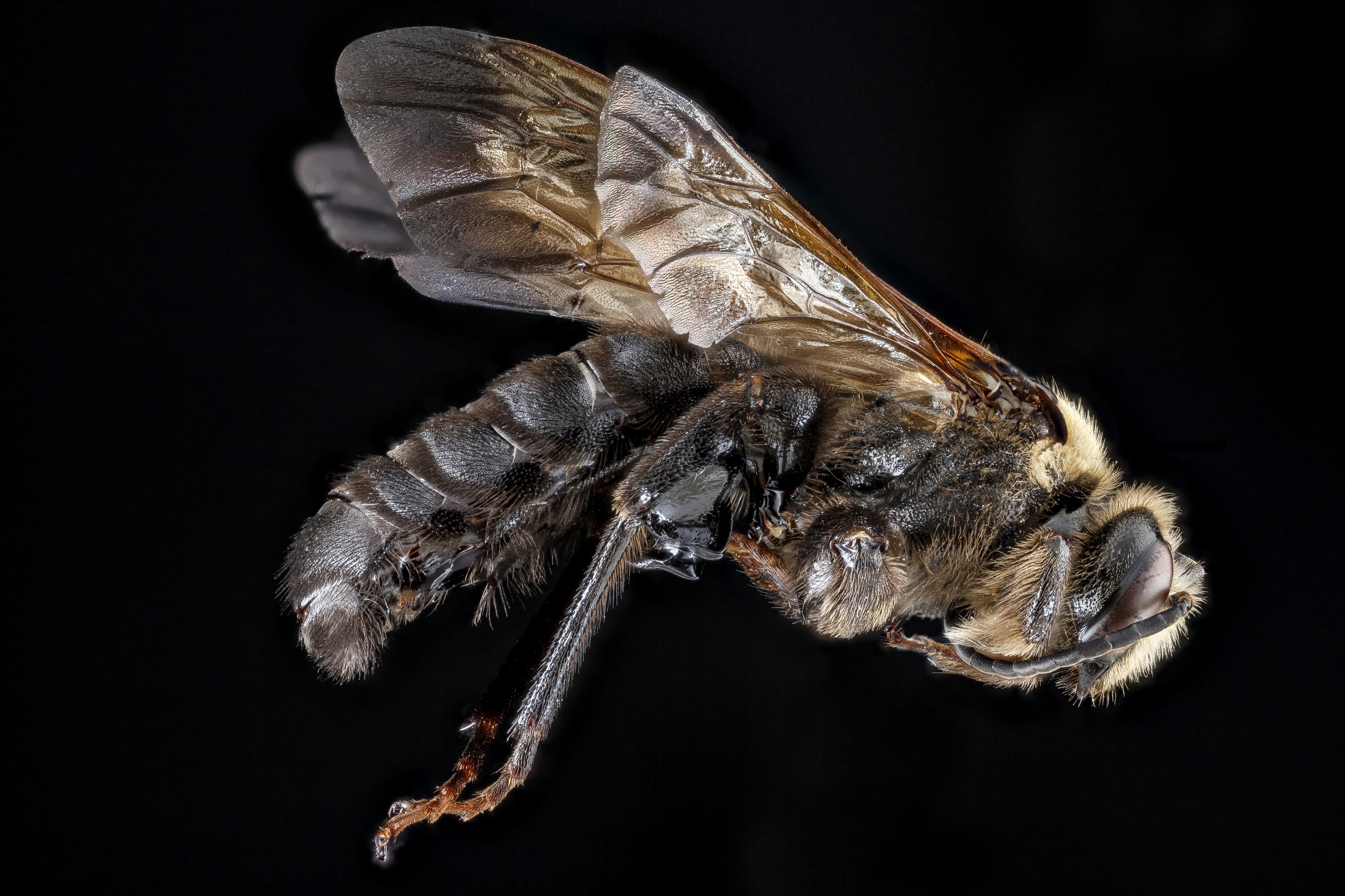 Dieunomia heteropoda male