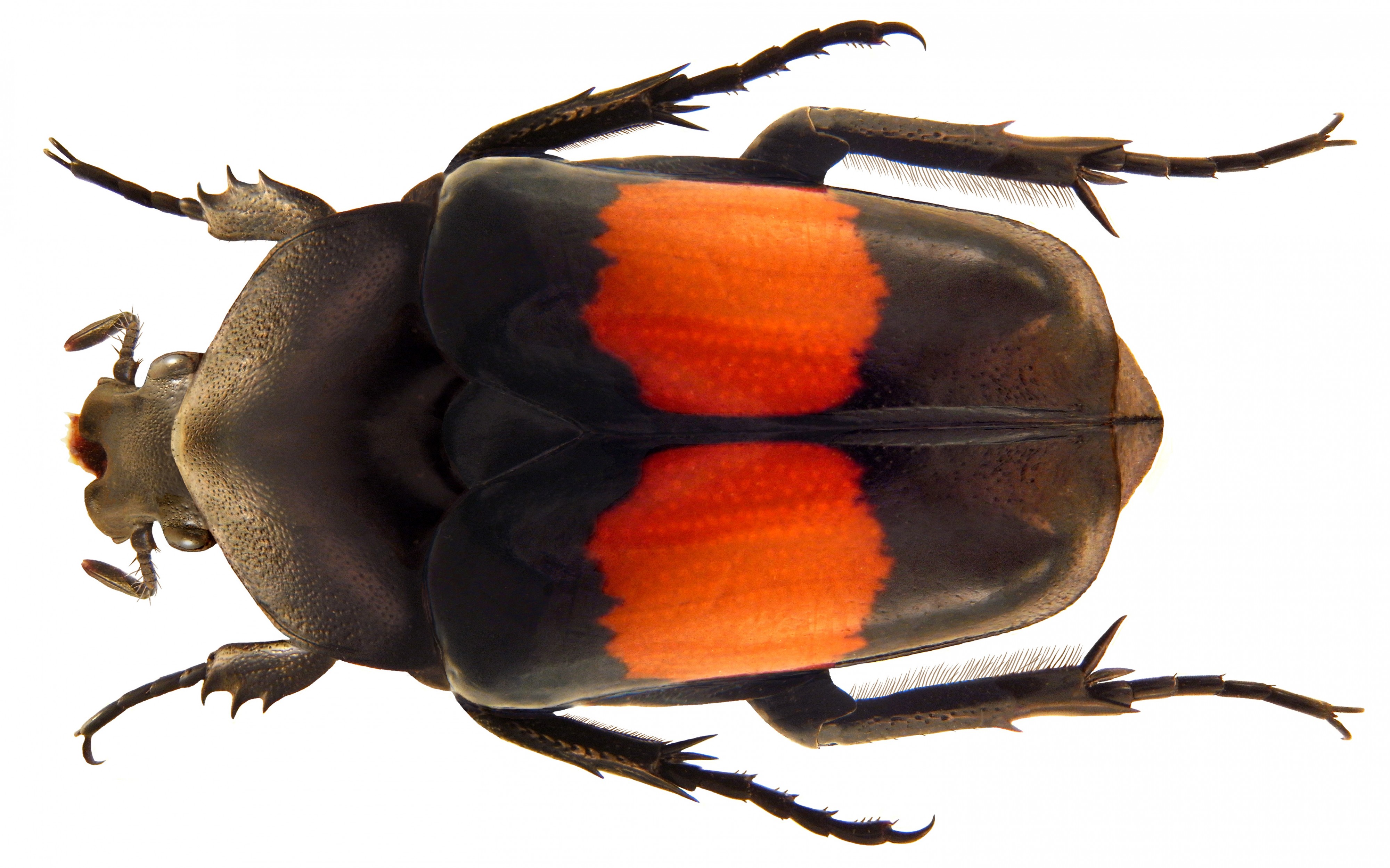 Dilochrosis balteata (Vollenhoven, 1871) (4934078545)