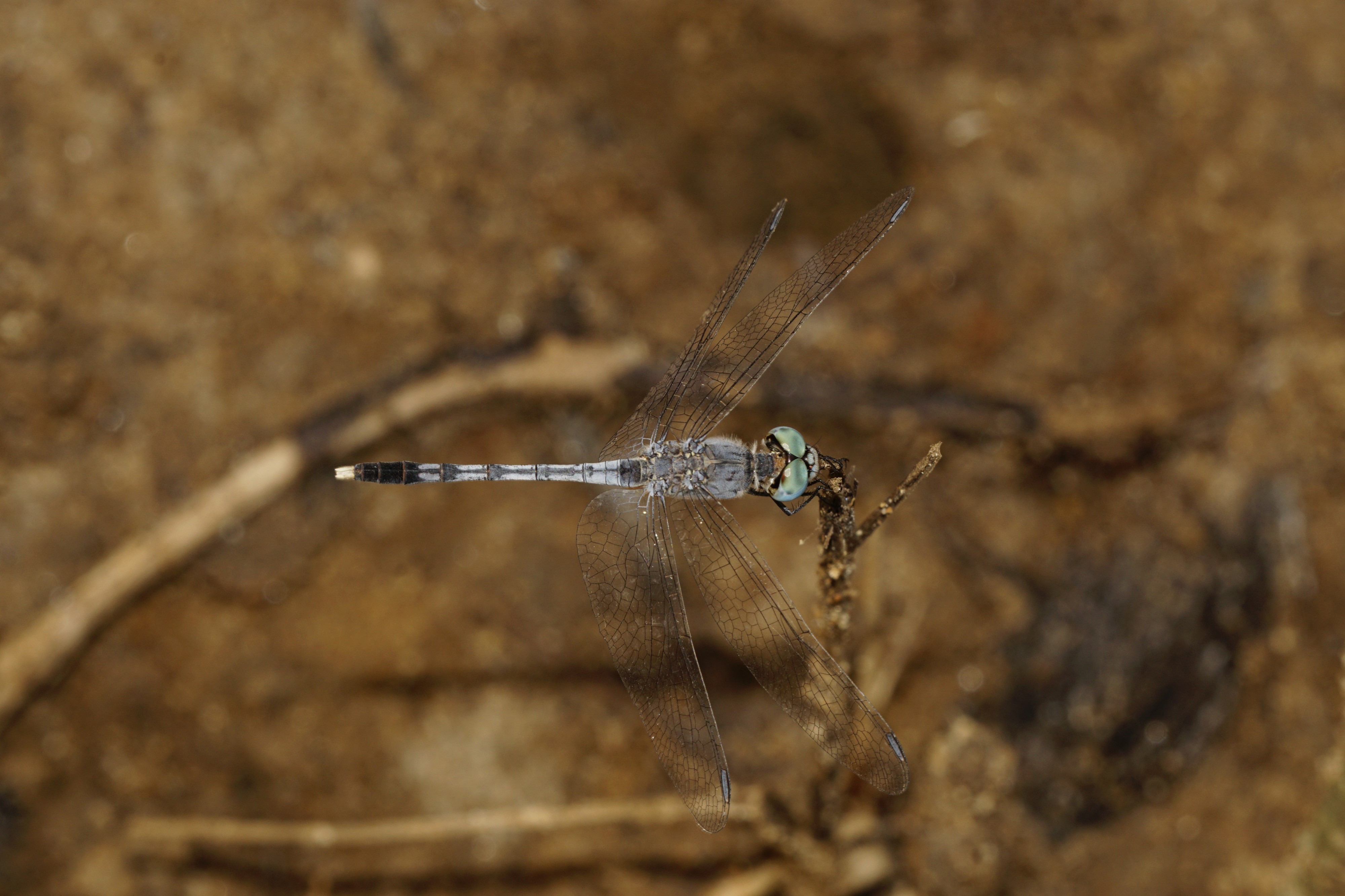 Diplacodes trivialis1860