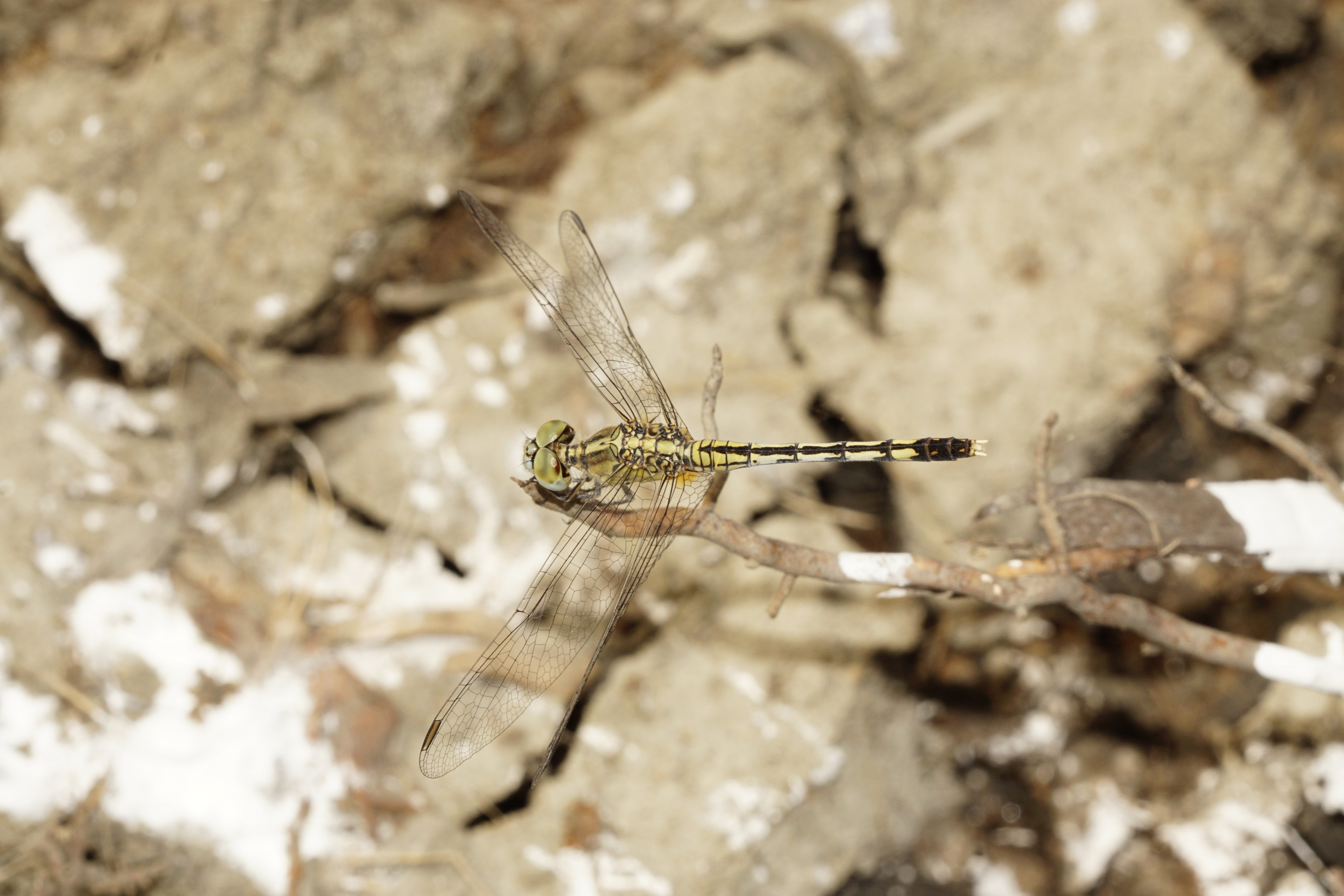 Diplacodes trivialis 1872
