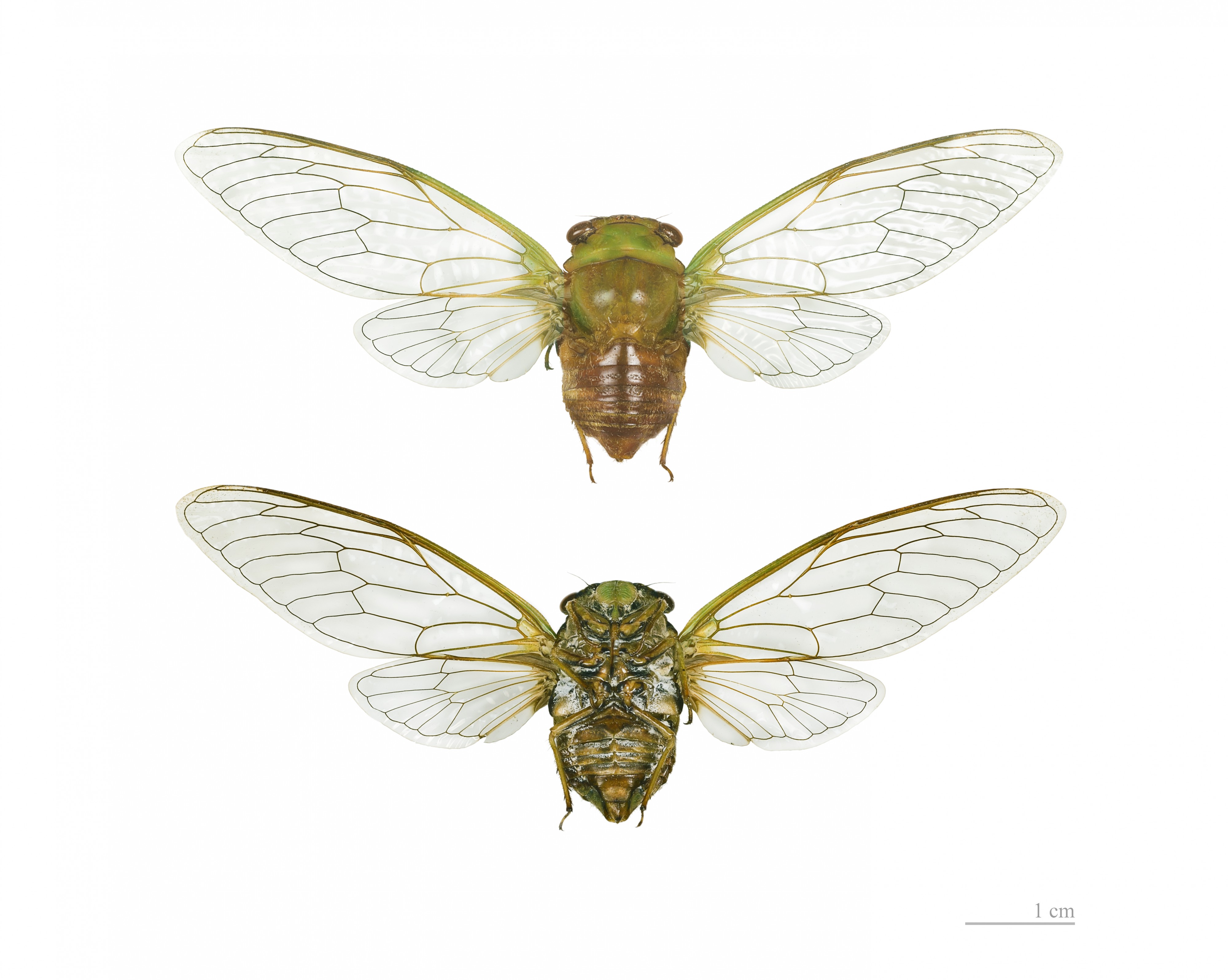 Dorisiana bicolor MHNT vol