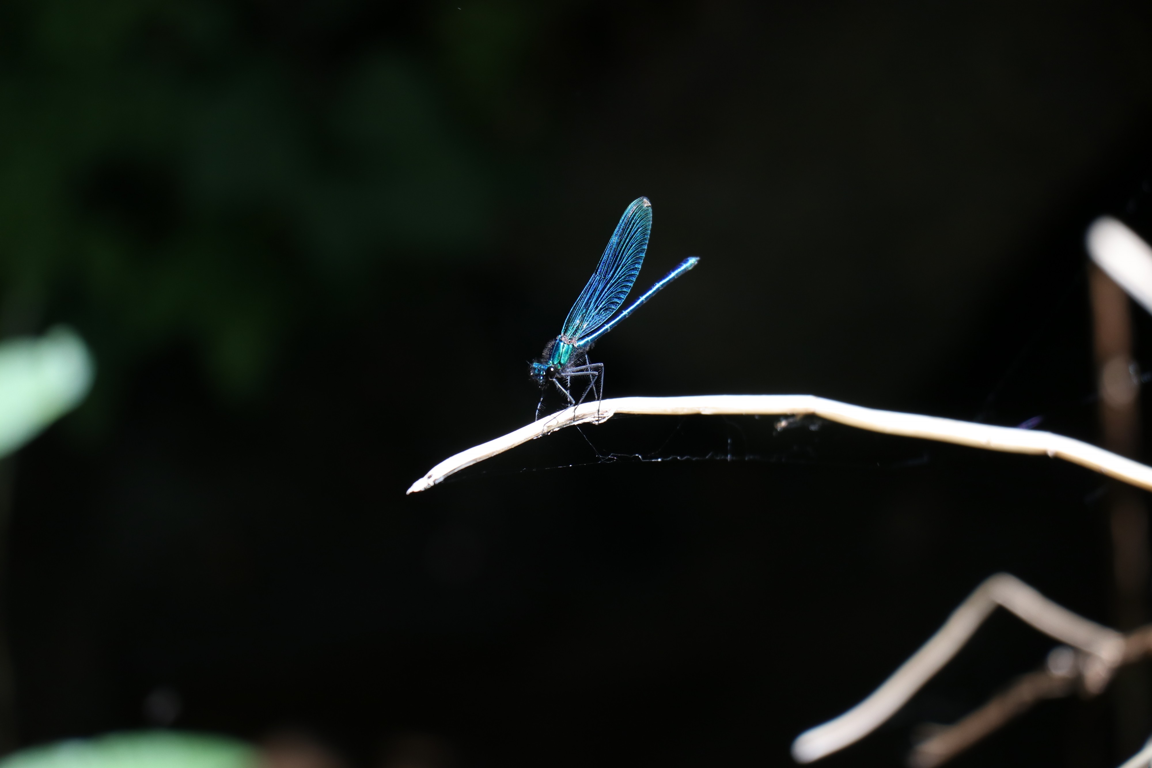 Dragonfly blue