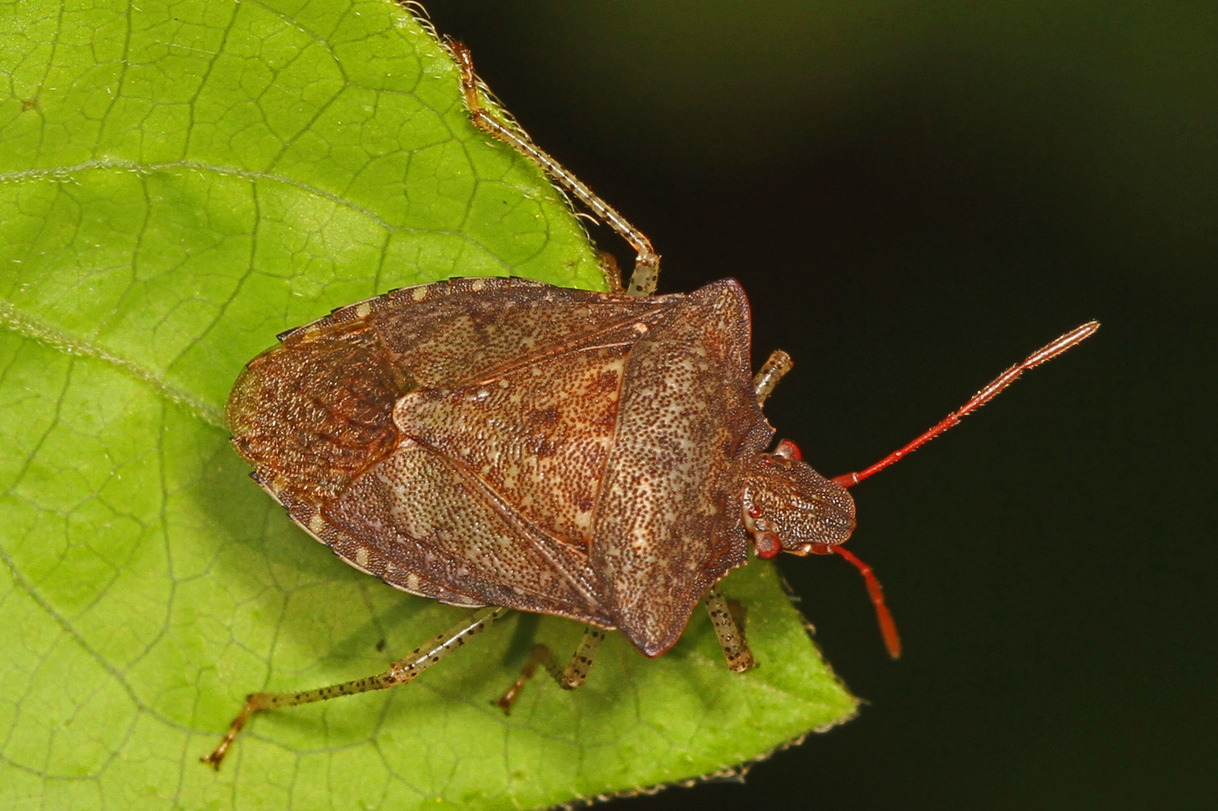 Dusky Stink Bug - Euschistus tristigmus, Meadowwood Farm SRMA, Mason Neck, Virginia