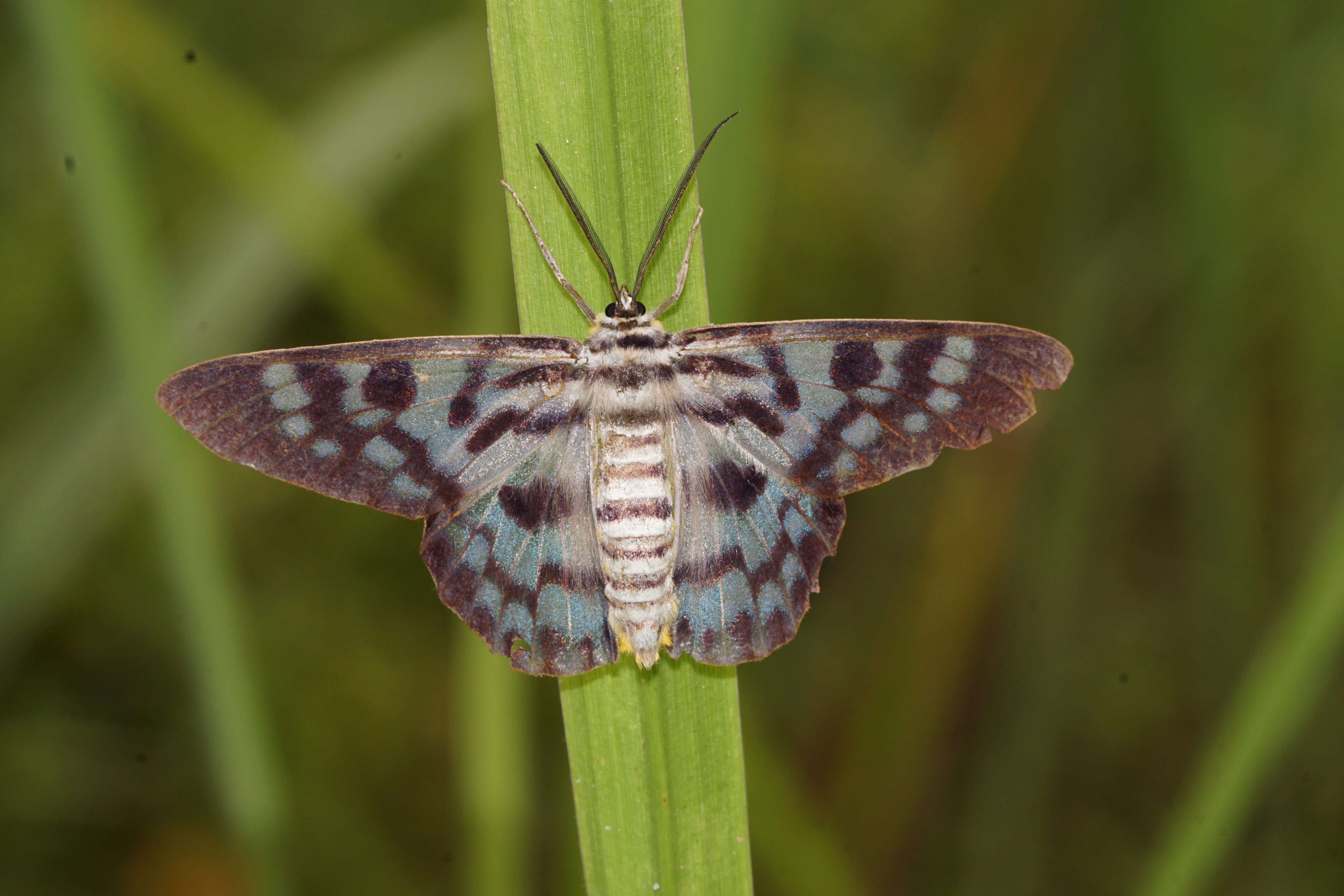 Dysphania percota 08238