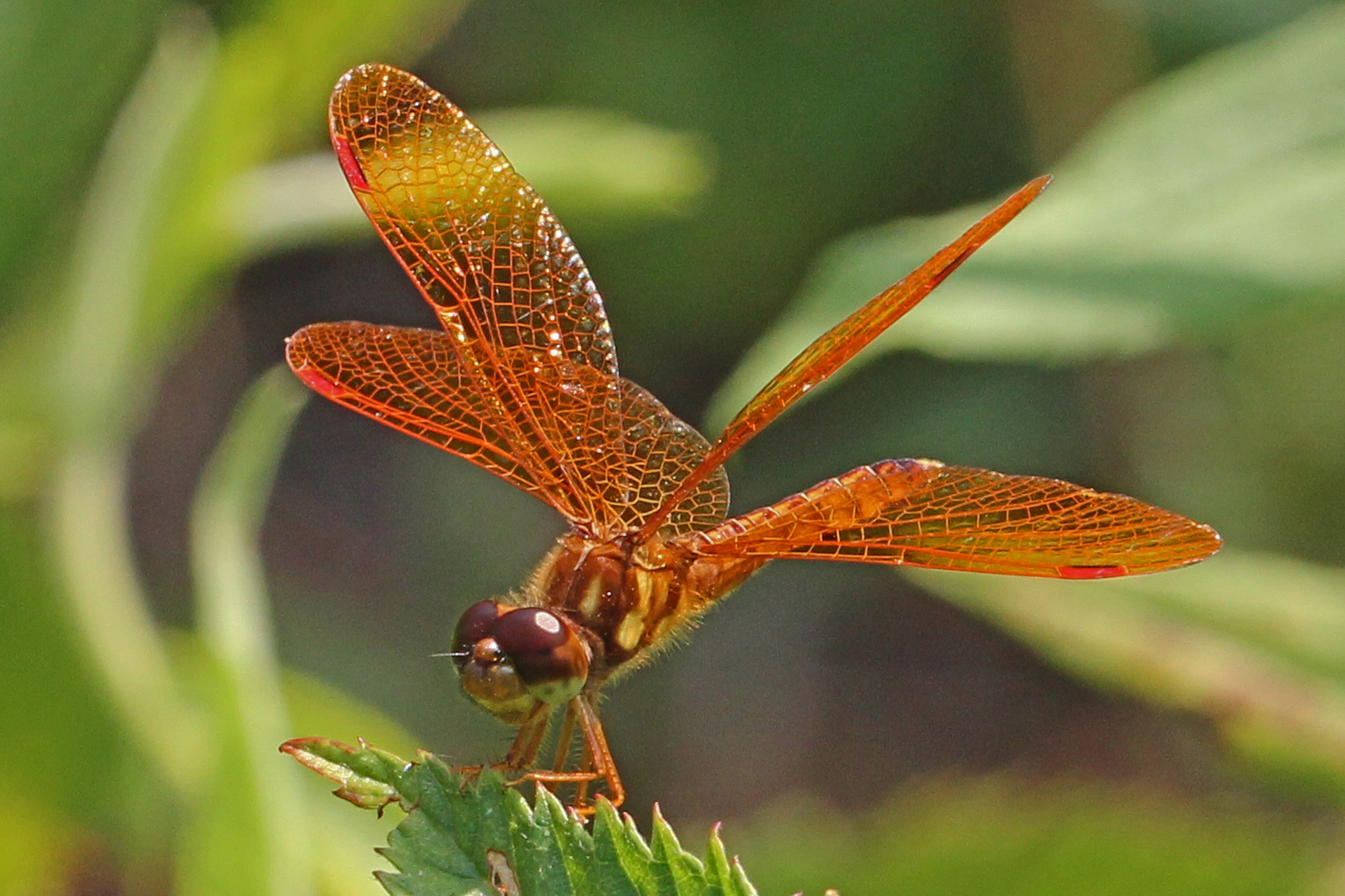 Eastern Amberwing - Perithemis tenera, Julie Metz Wetlands, Va. - 6004182218