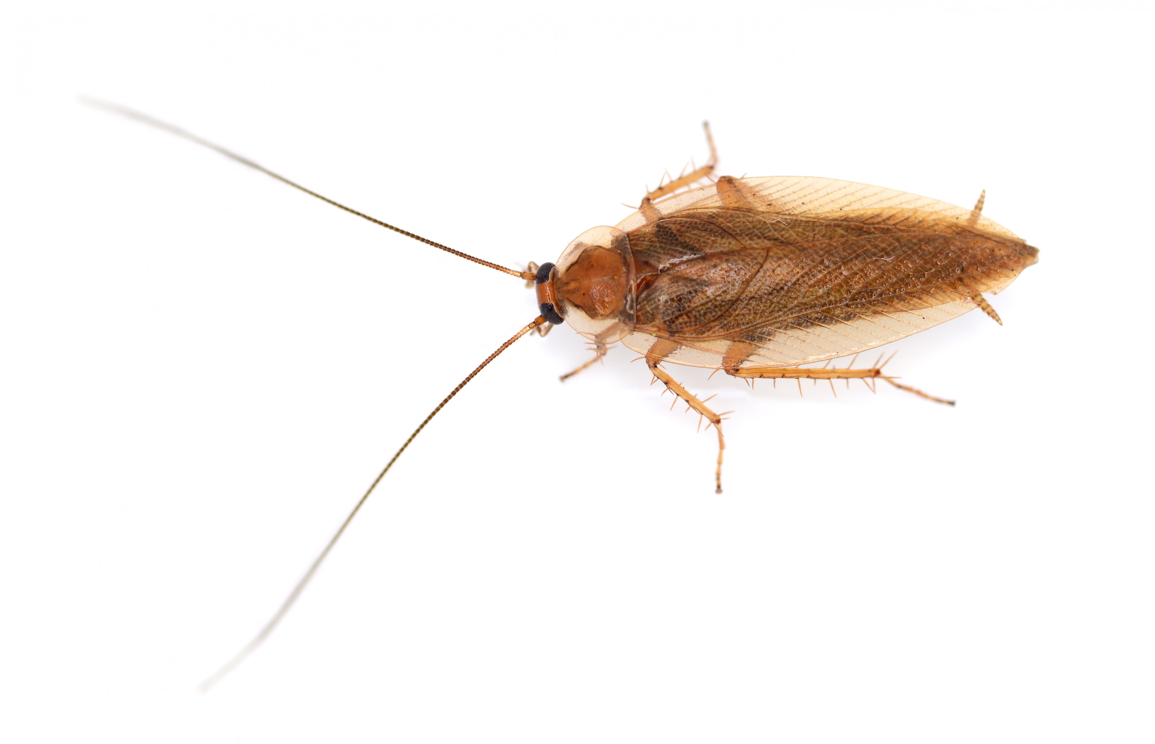 Ectobius vittiventris 001