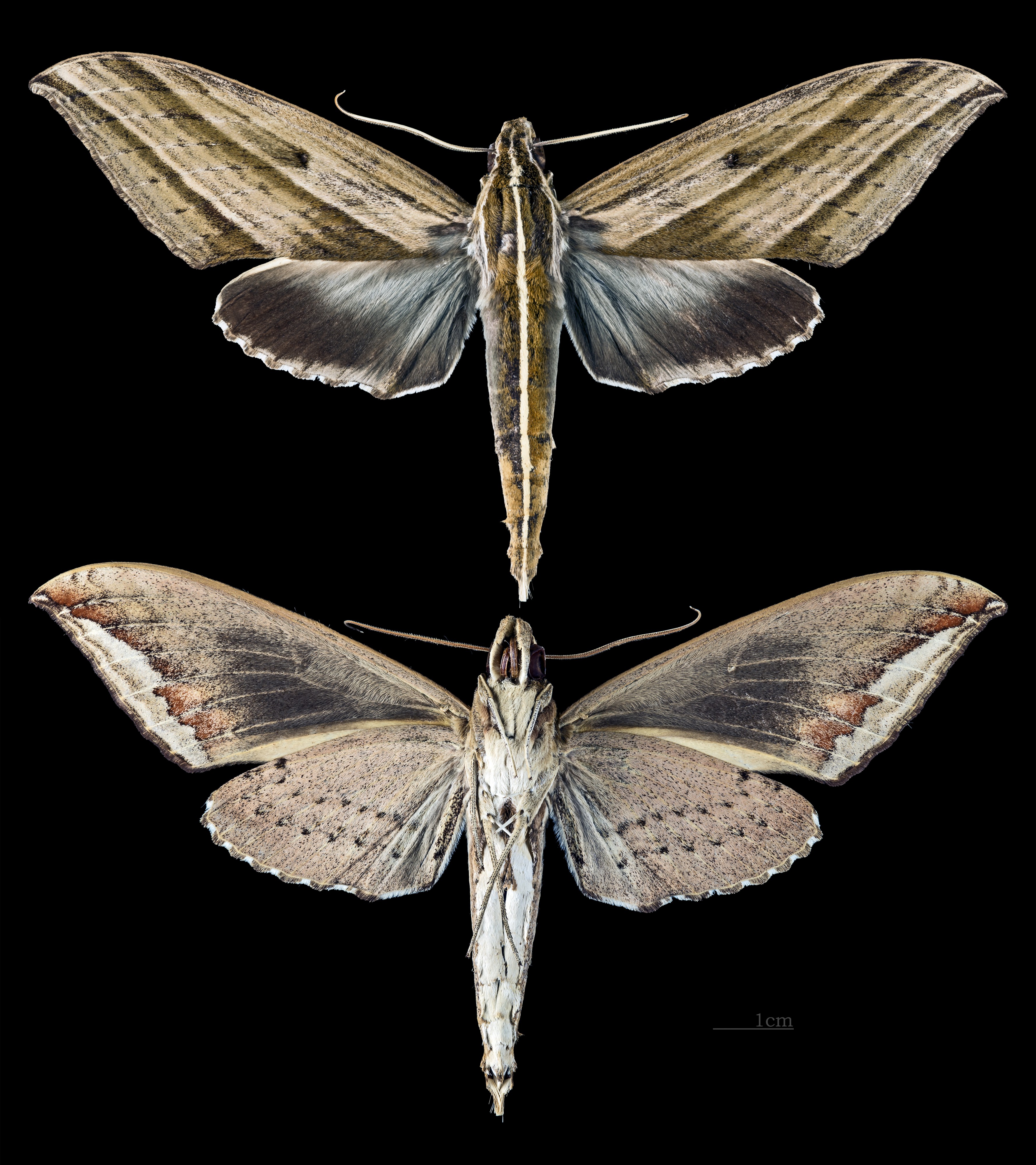 Elibia dolichus MHNT CUT 2010 0 62 Kanchanaburi Thailand male