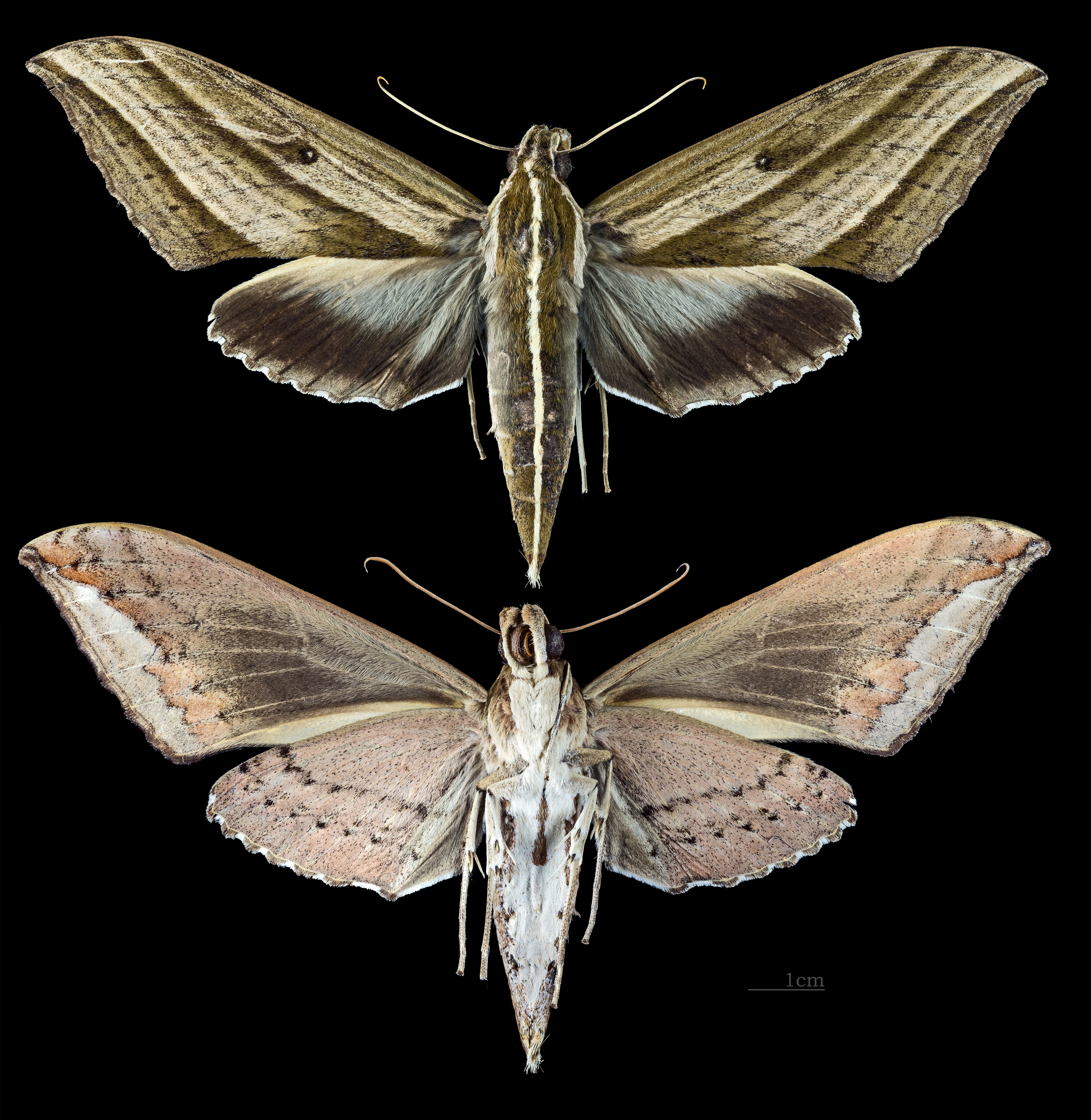 Elibia dolichus MHNT CUT 2010 0 62 Laos female