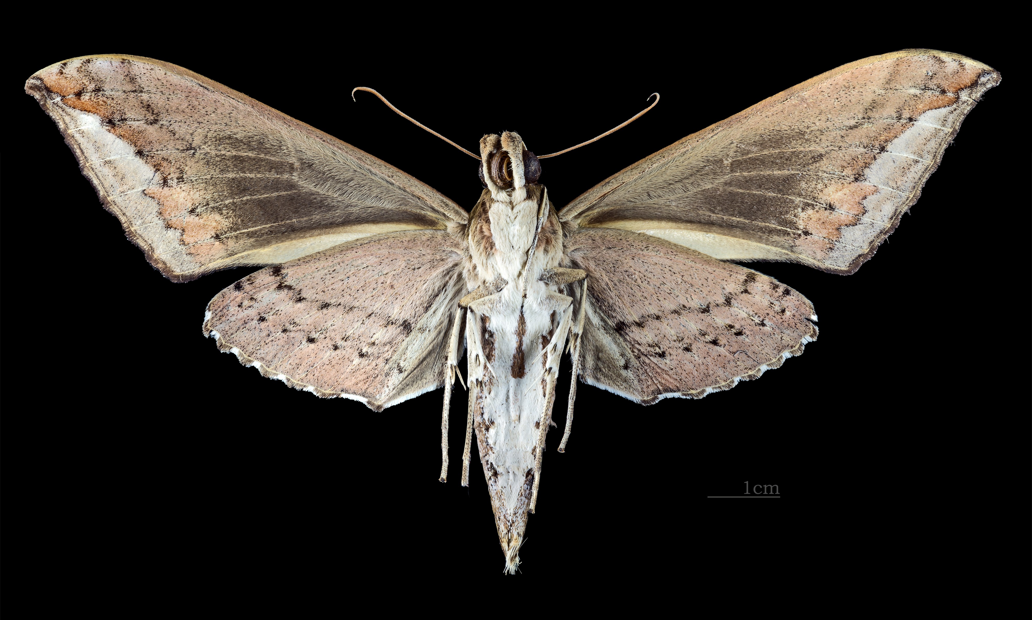 Elibia dolichus MHNT CUT 2010 0 62 Laos female ventral