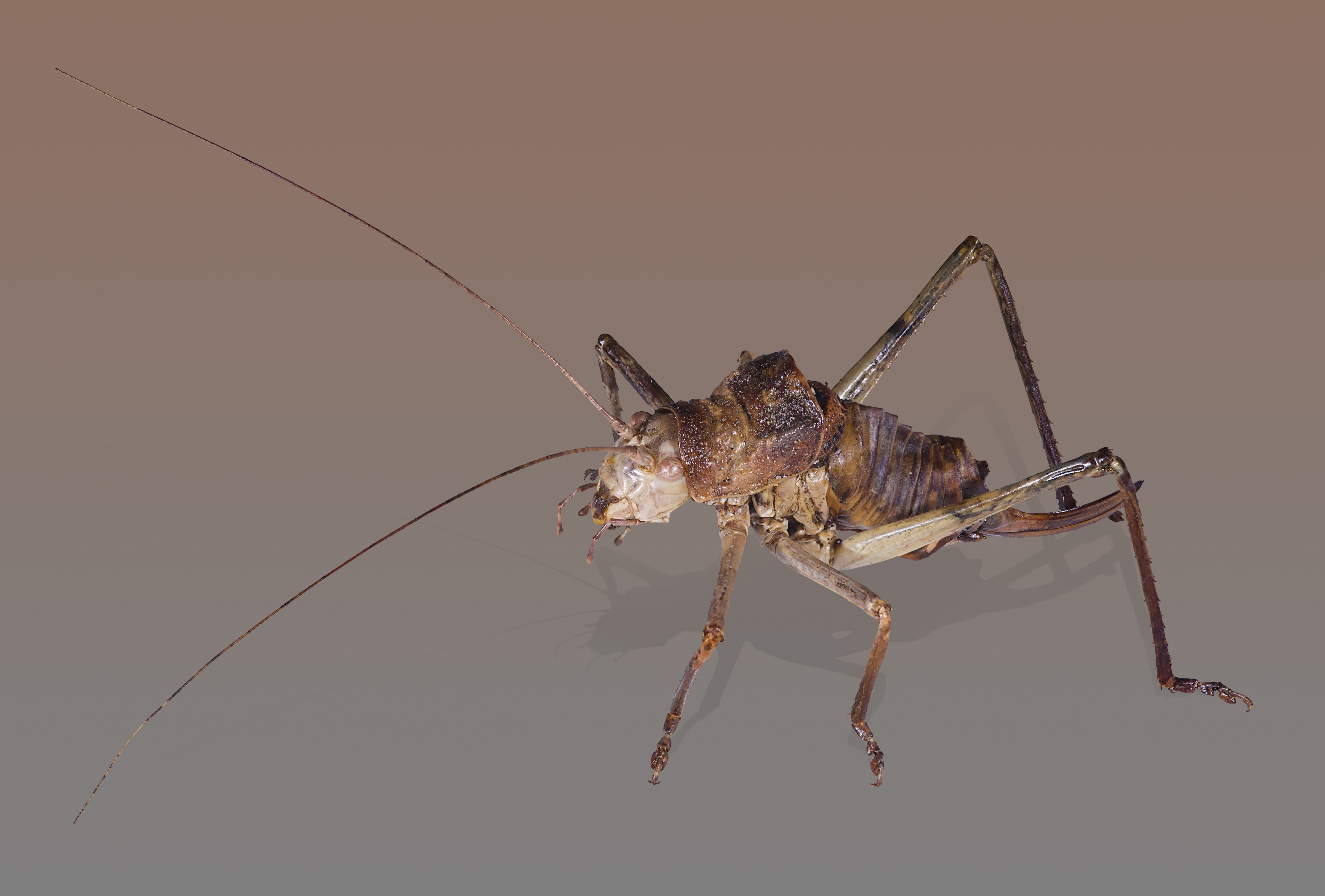 Ephippiger HD