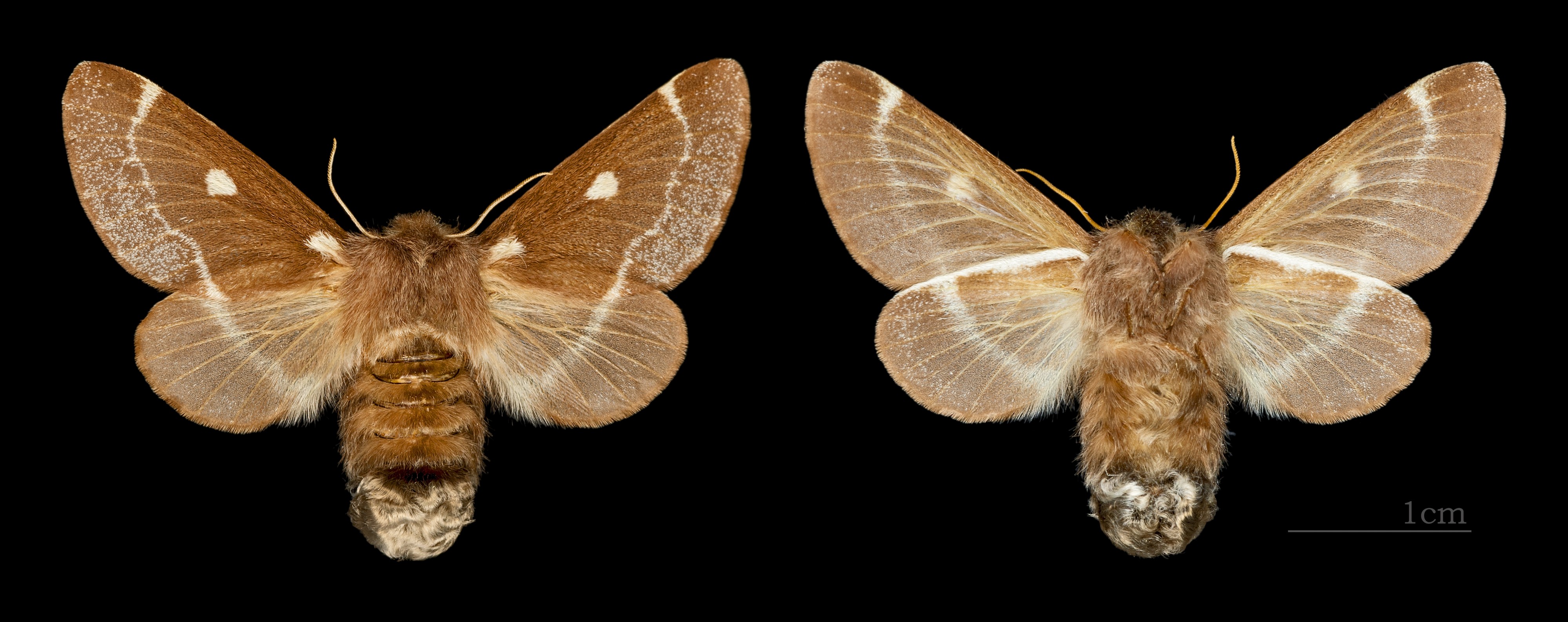 Eriogaster lanestris MHNT CUT 2011 0 446 female Ozoir-la-Ferrière