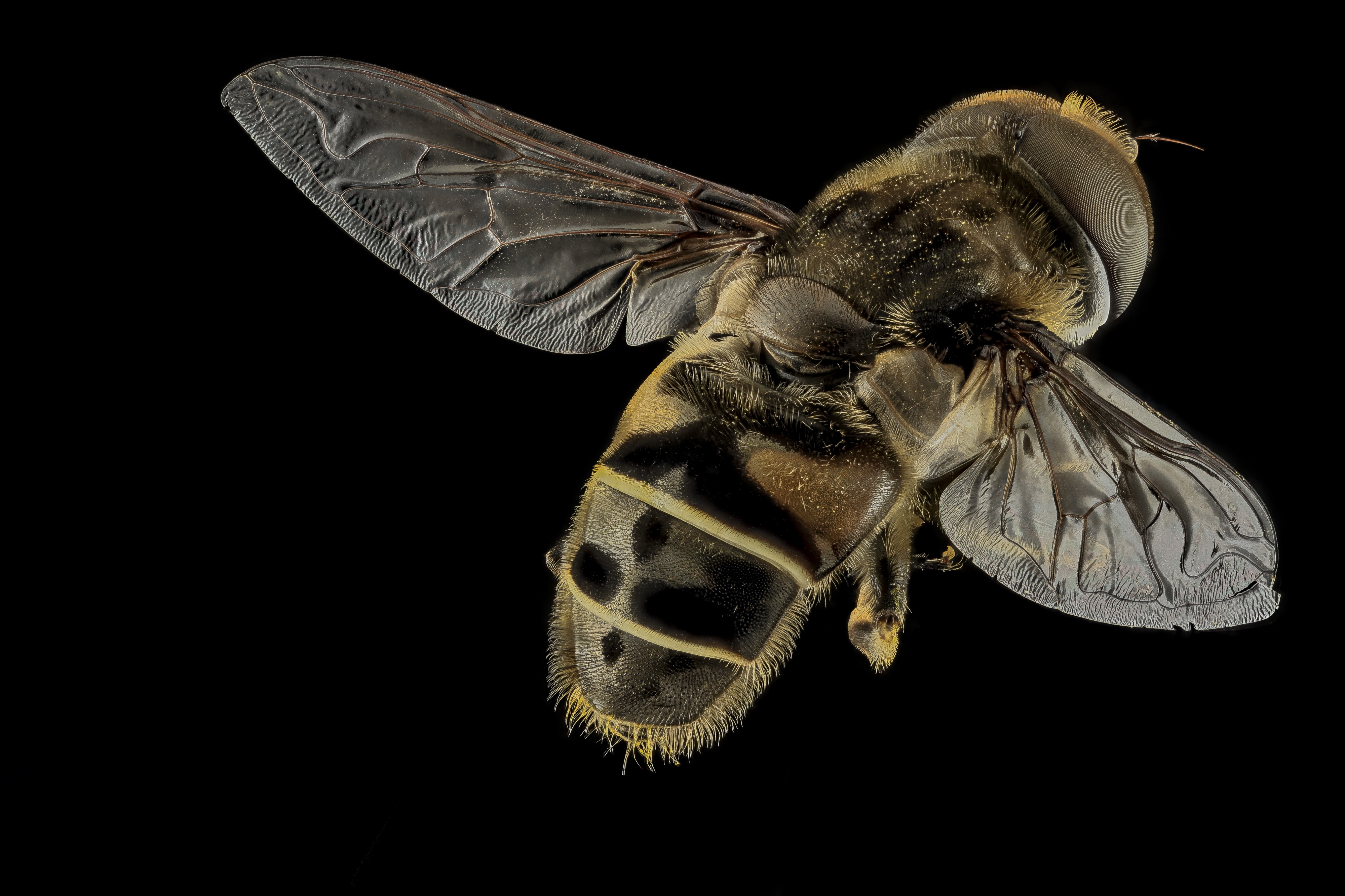 Eristalis species, MD, Beltsville 2013-09-28-18.51.44 ZS PMax (10860189073)