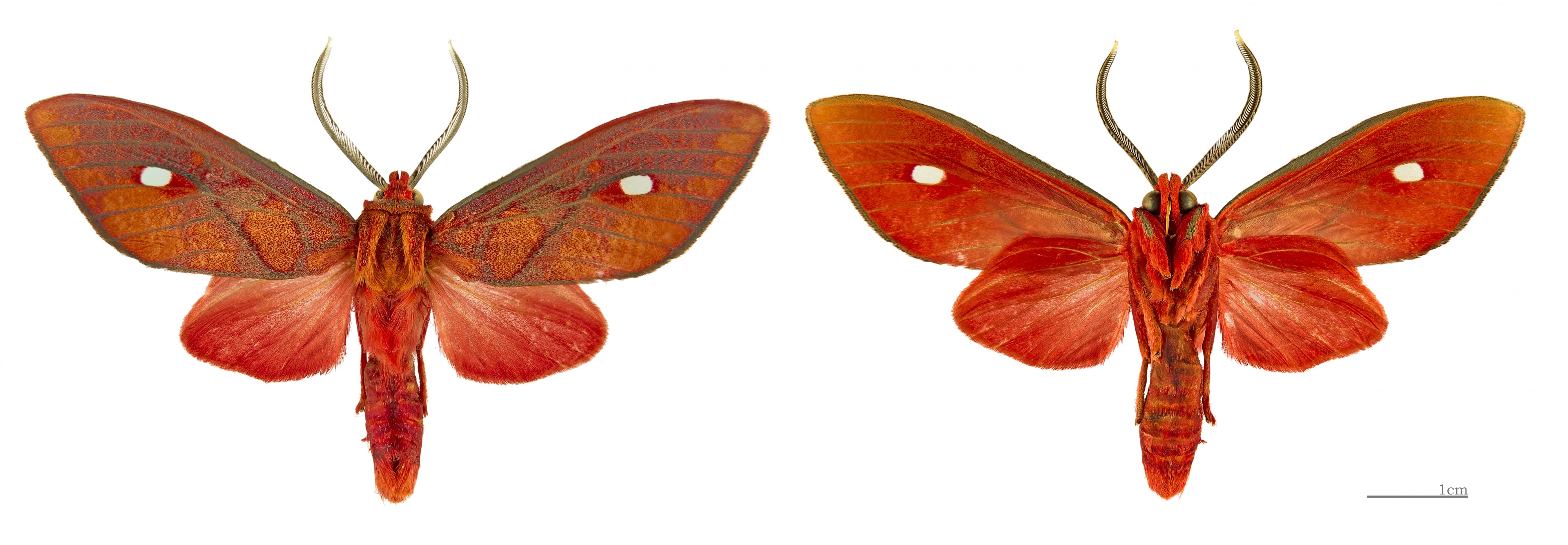 Ernassa sanguinolenta MHNT