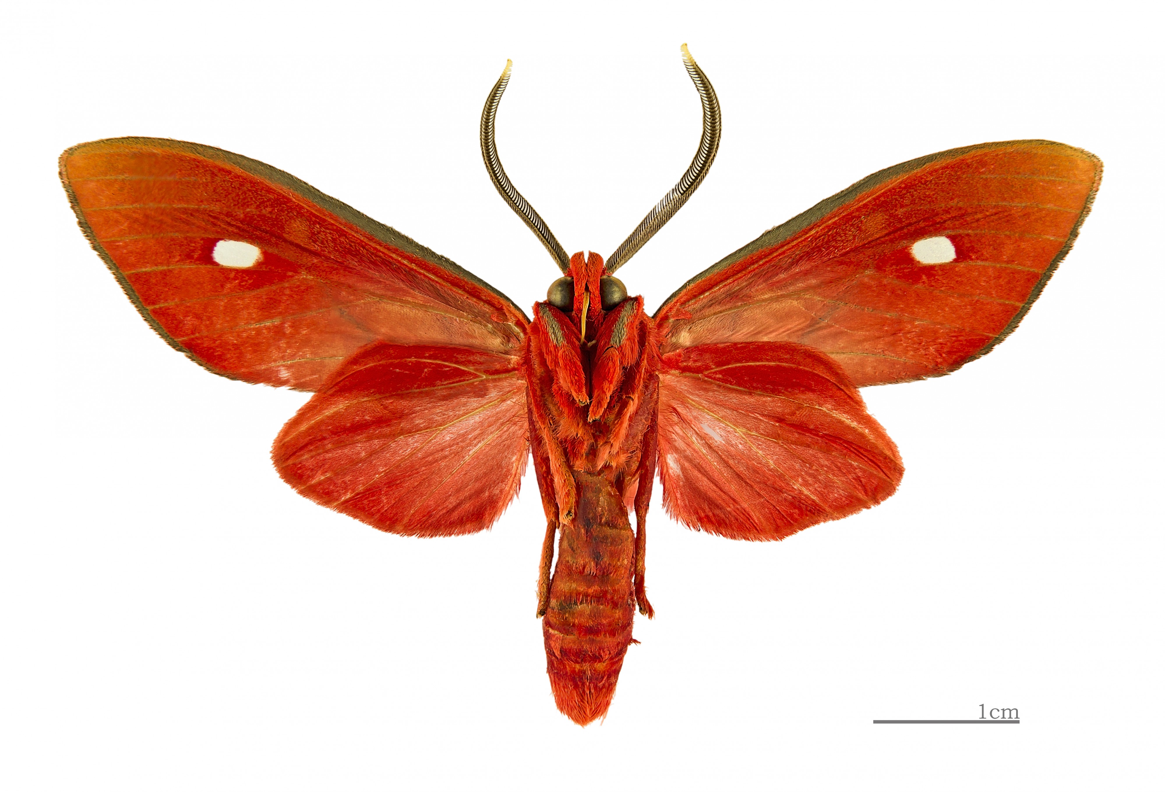 Ernassa sanguinolenta MHNT ventre