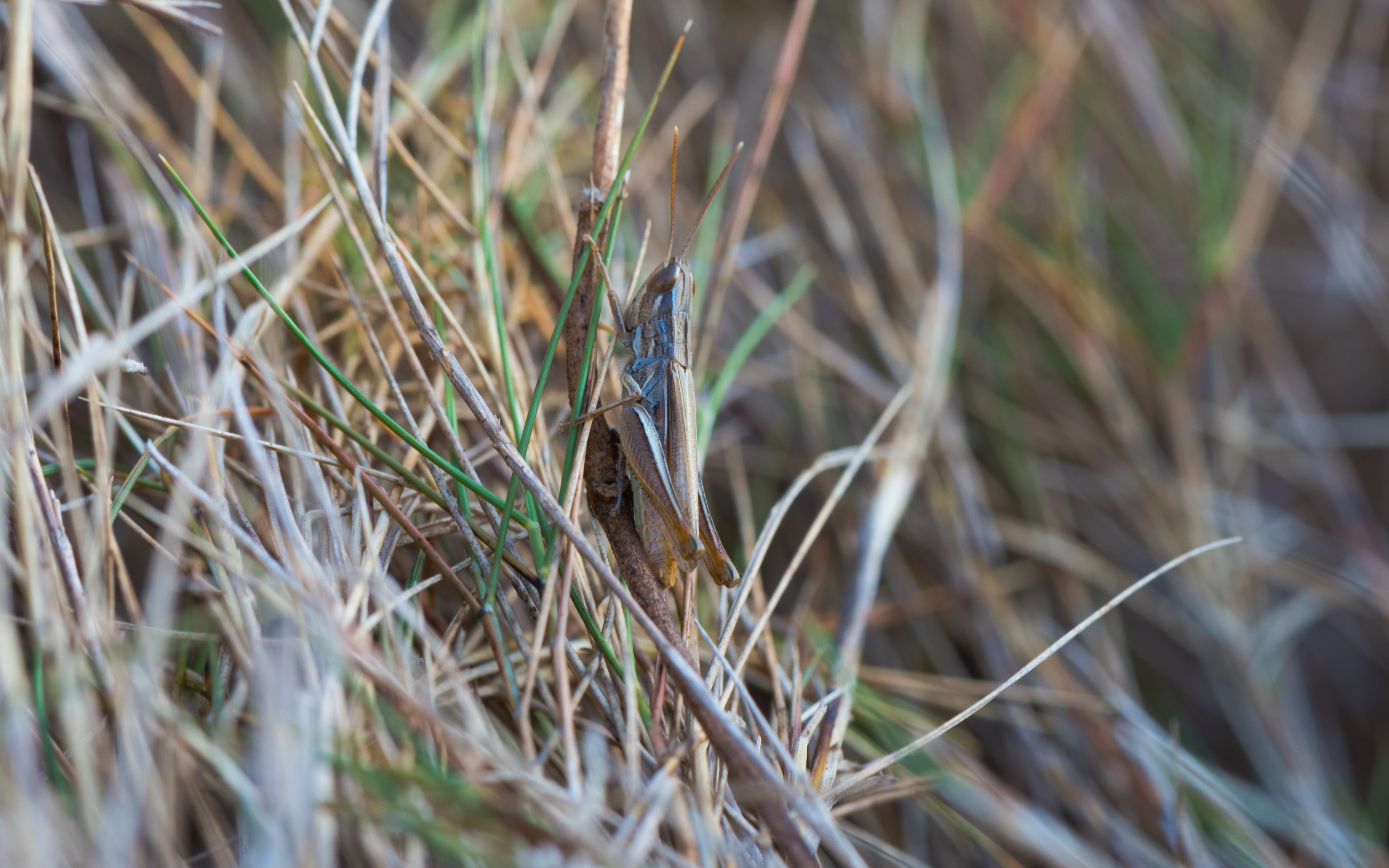 Euchorthippus chopardi, Sète 02