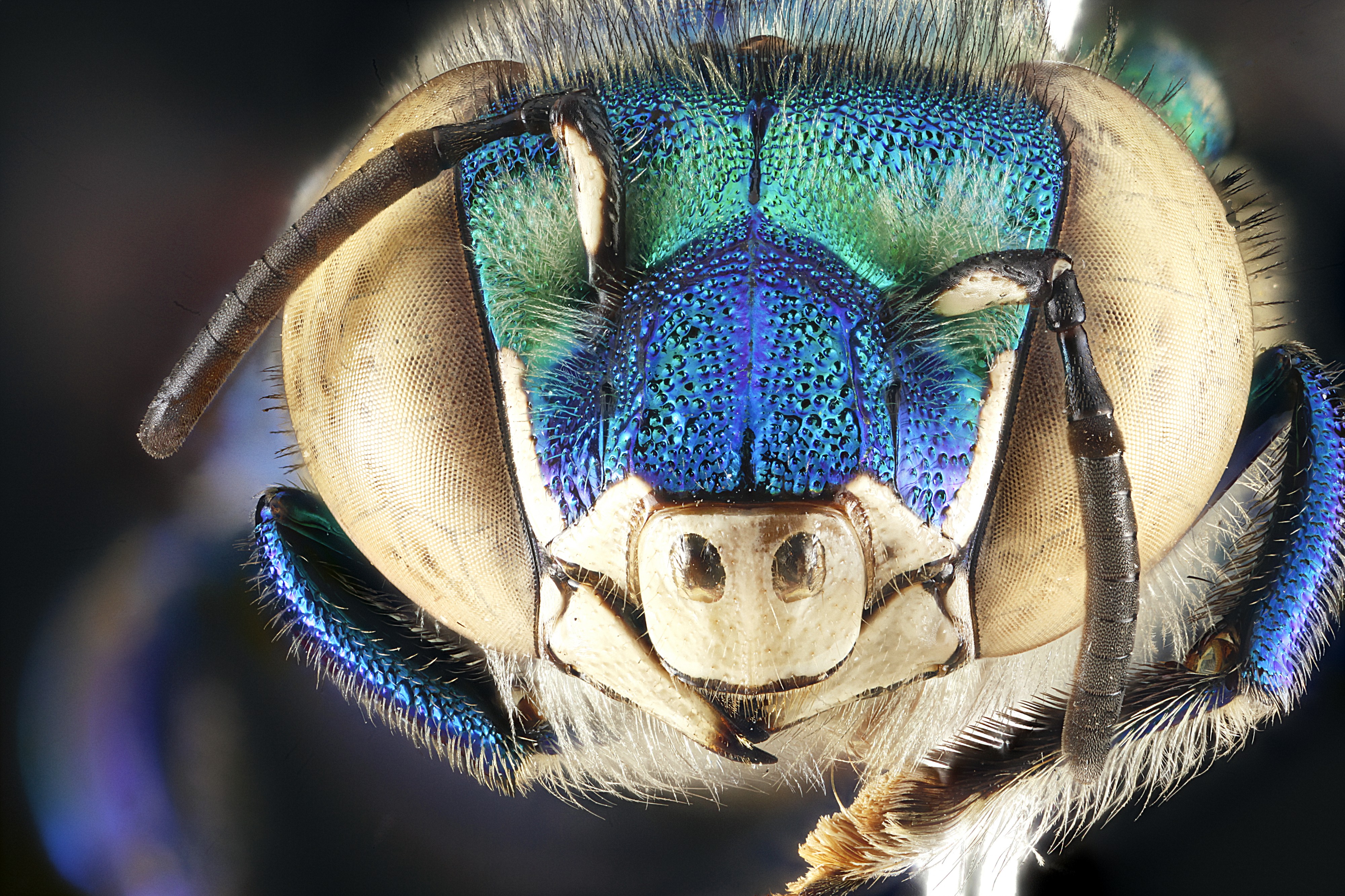 Euglossa dilemma, male, face 2012-06-27-17.20.45 ZS PMax (7847237536)