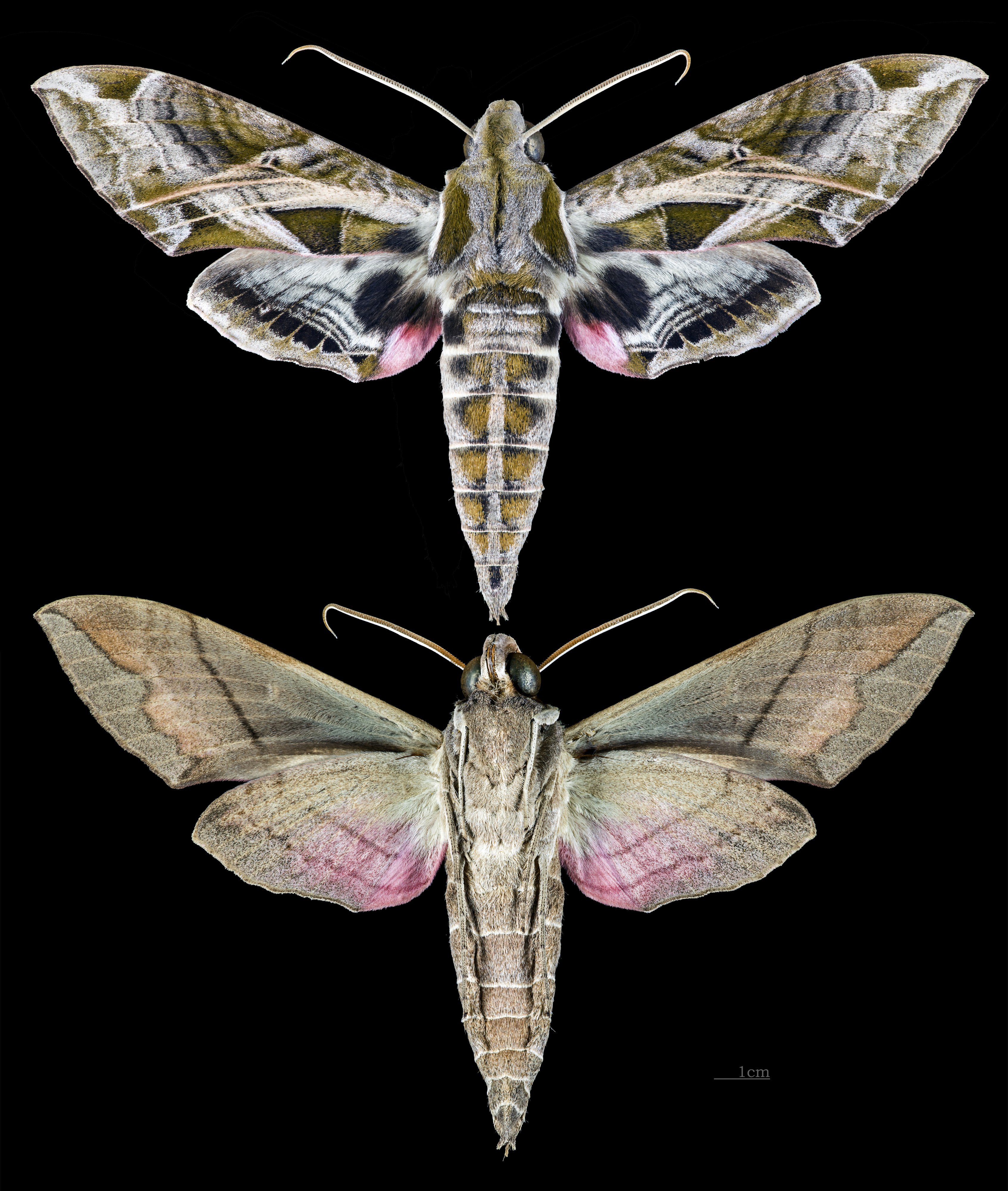 Eumorpha drucei MHNT CUT 2010 0 202 - Jipijapa, Manabi, Ecuador - male
