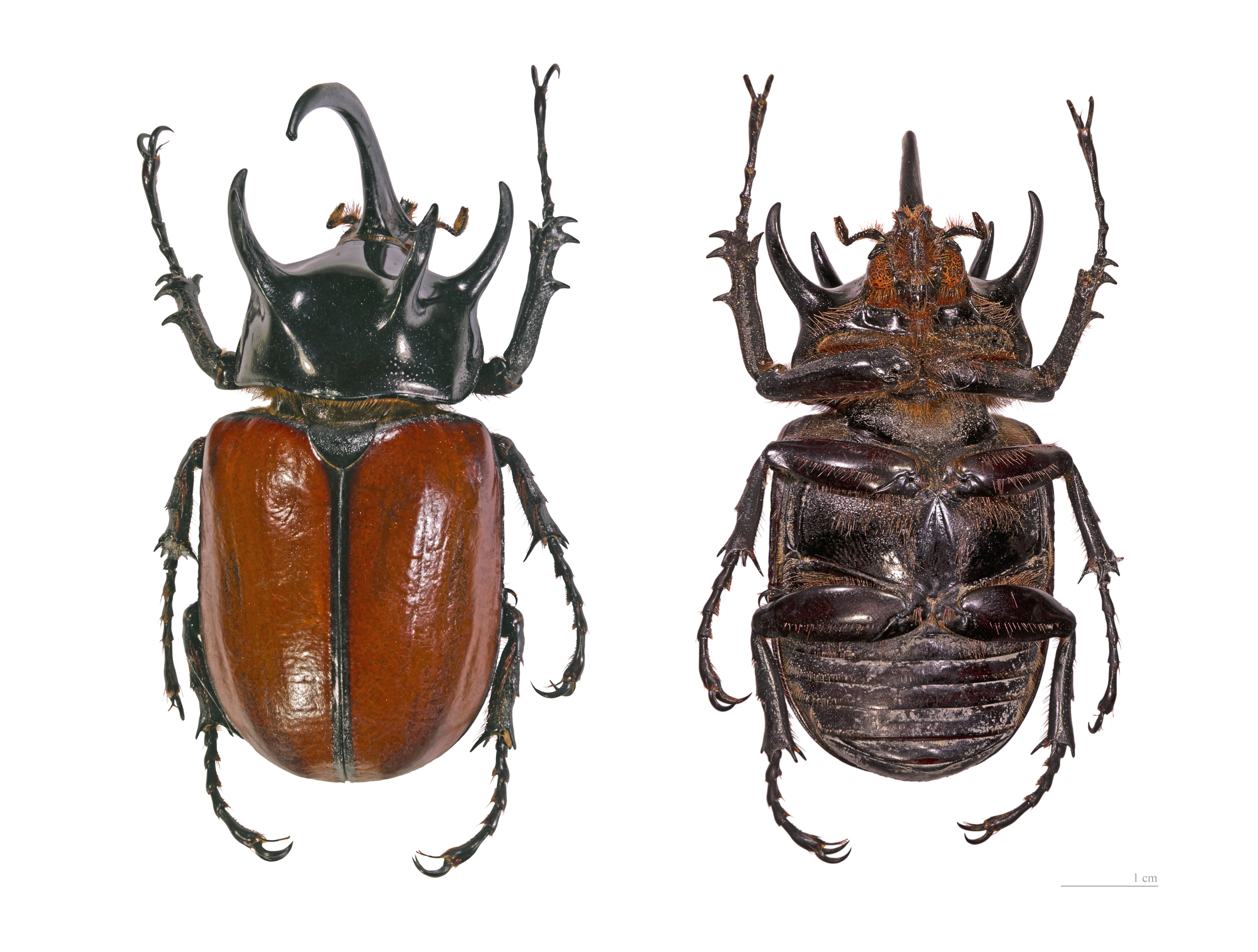Eupatorus gracilicornis global