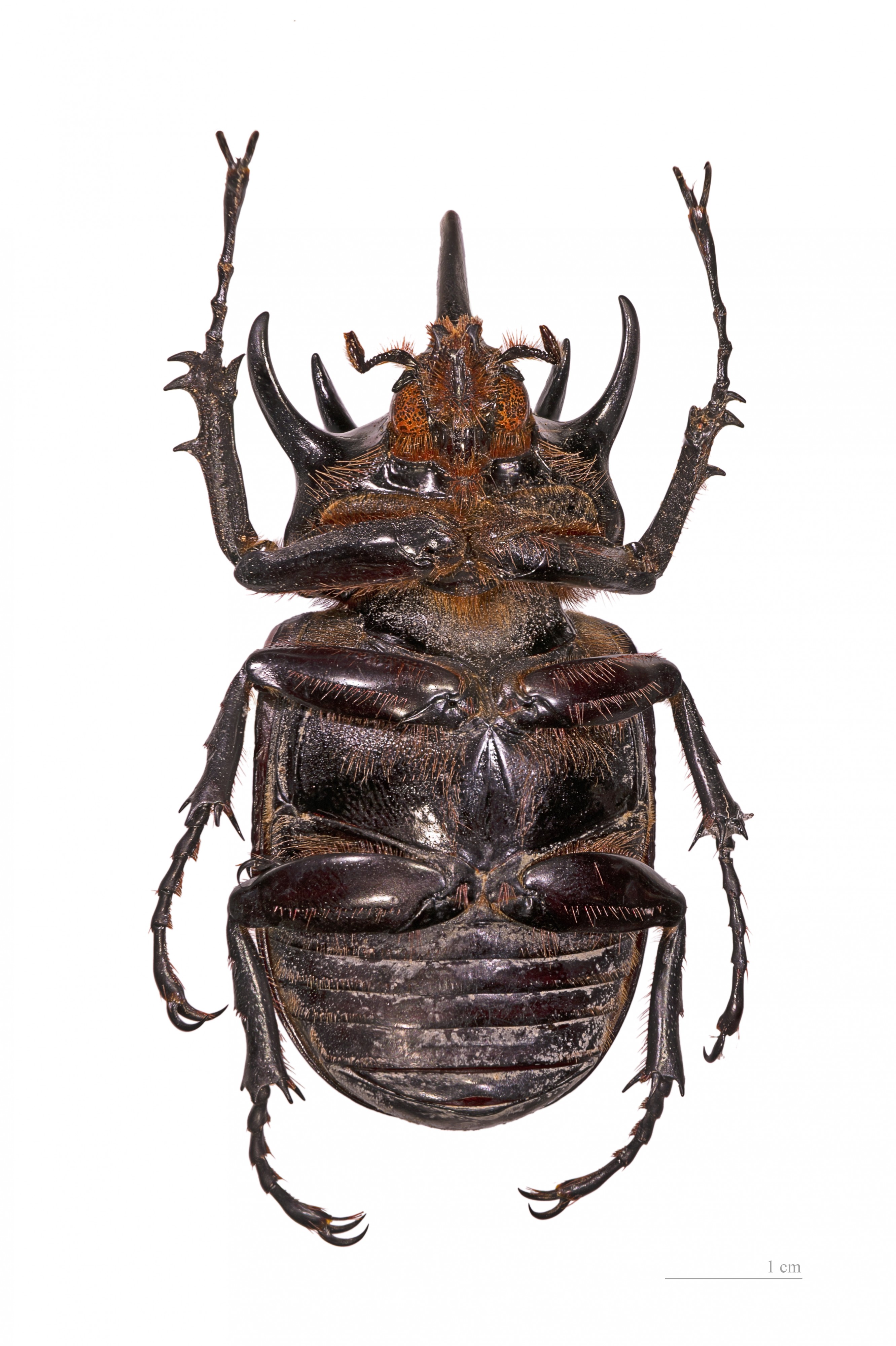 Eupatorus gracilicornis ventre