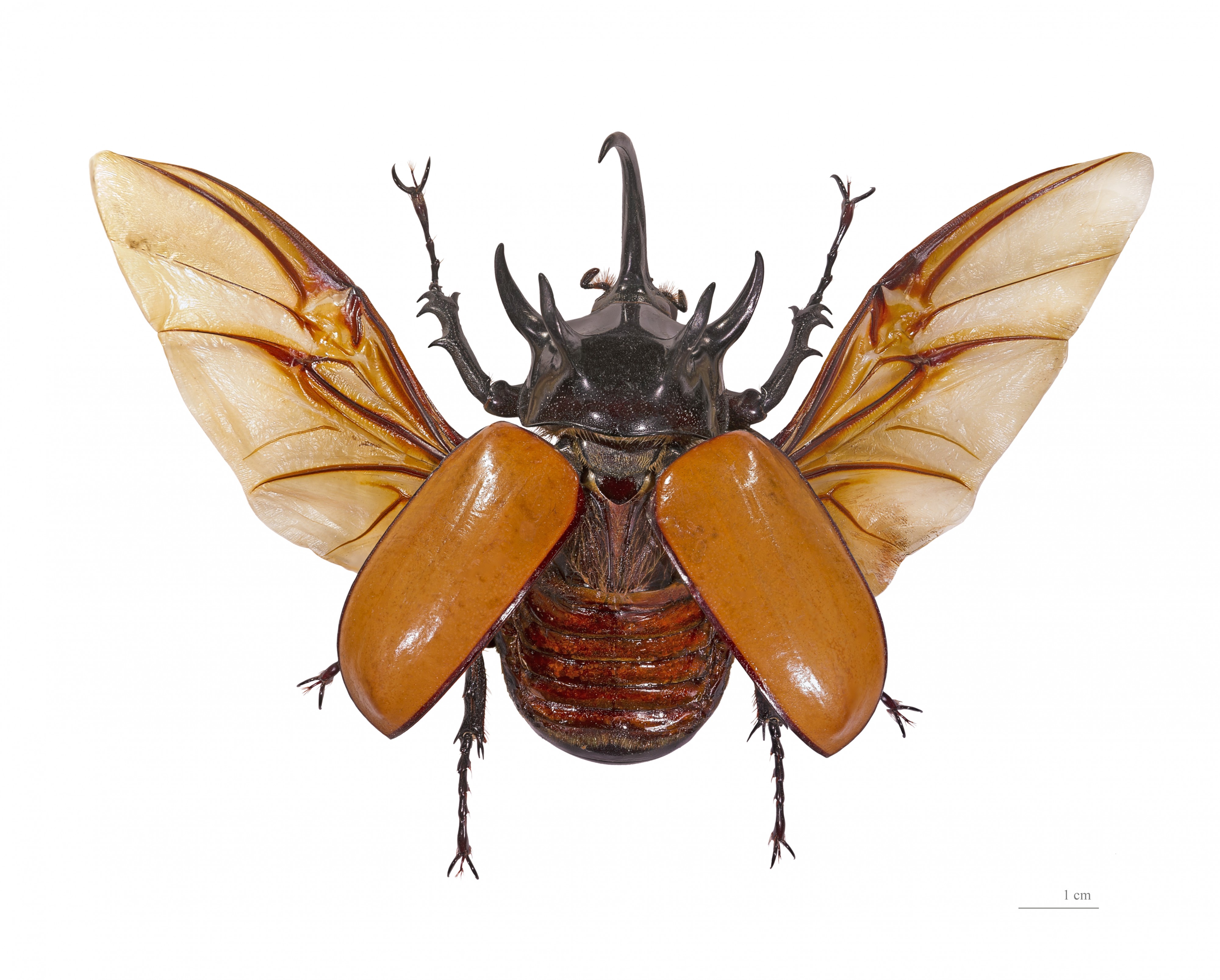Eupatorus gracilicornis Vol