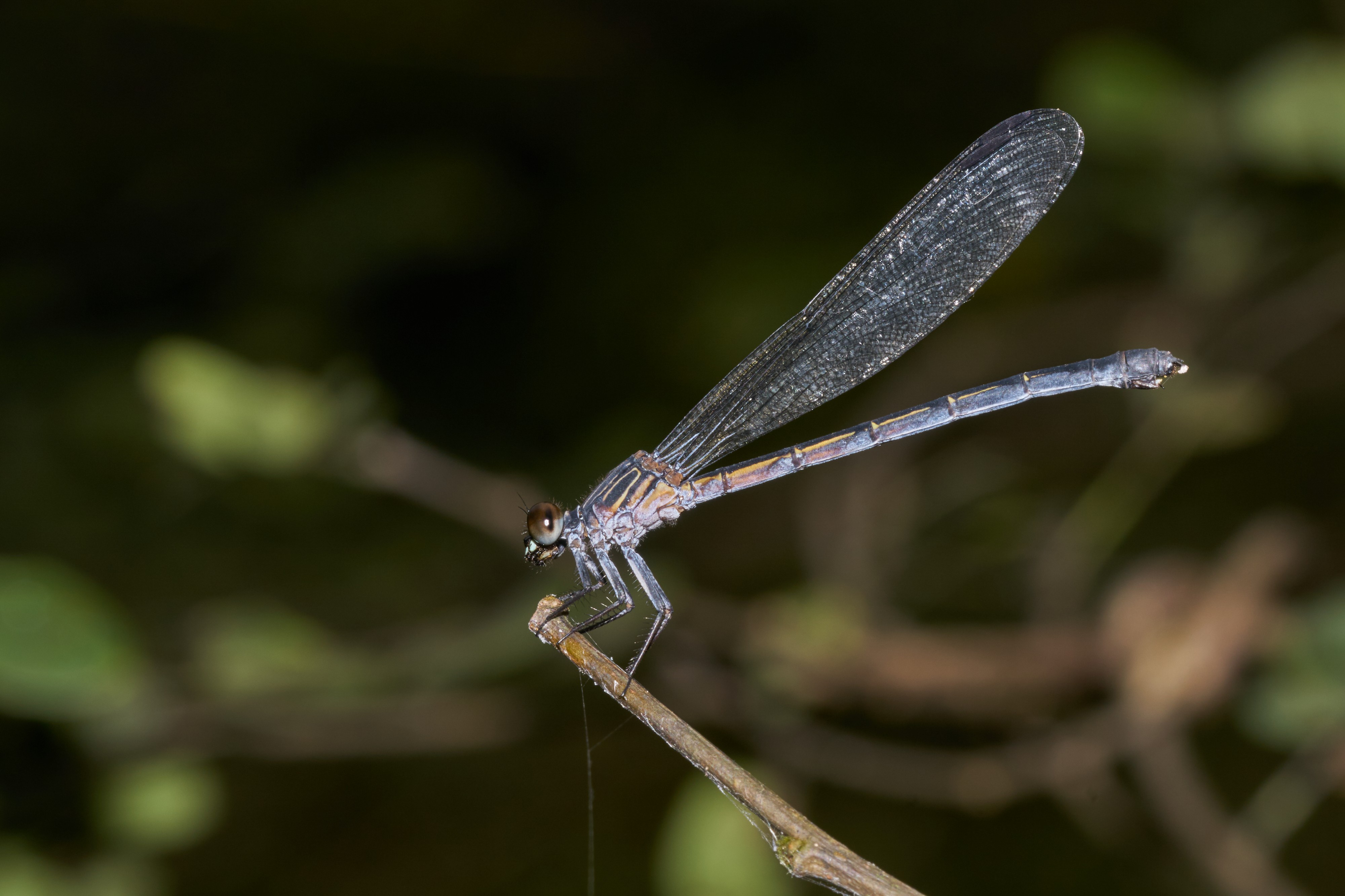Euphaea fraseri-Aralam-2016-10-29-004