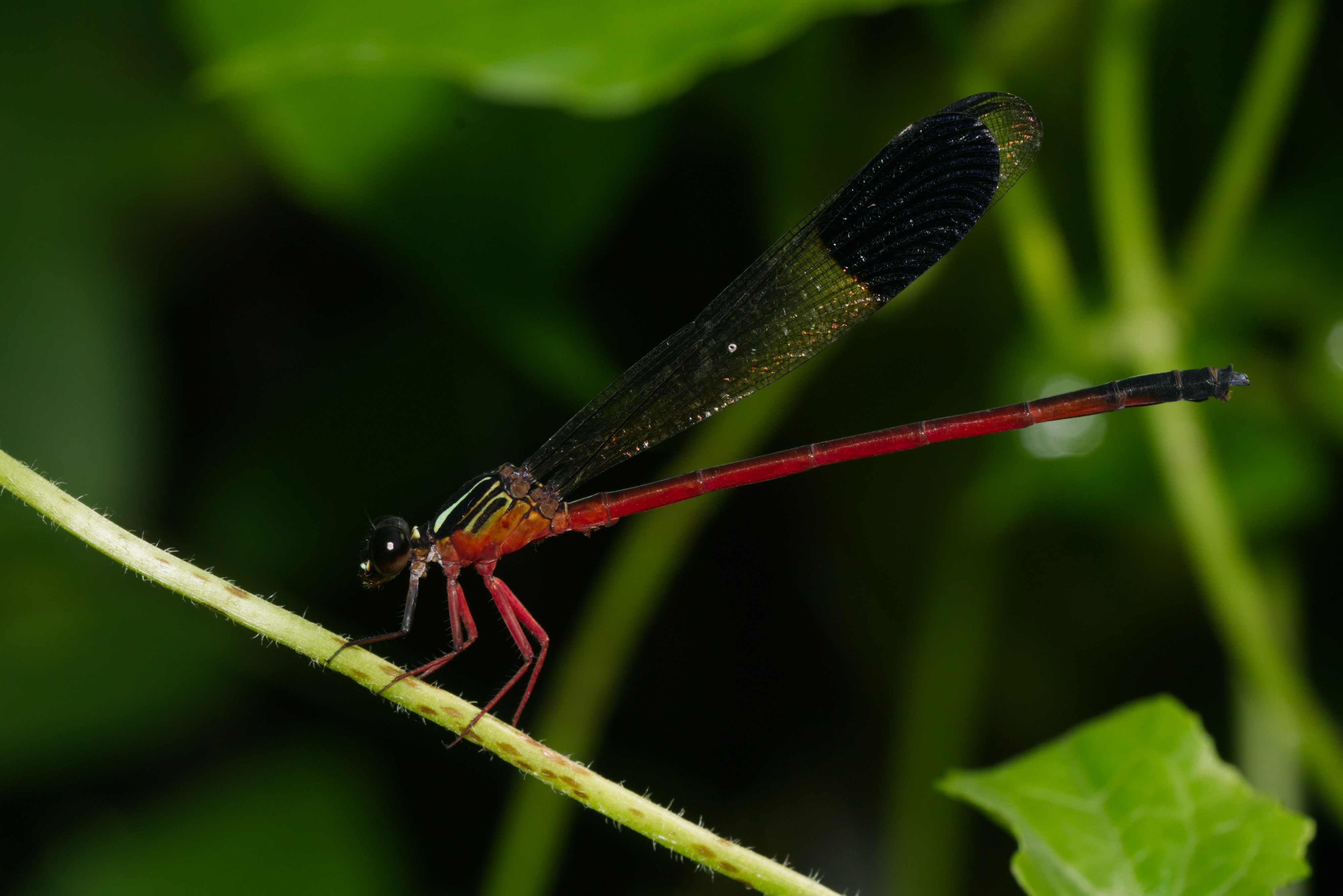 Euphaea fraseri-Kadavoor-2016-06-14-002