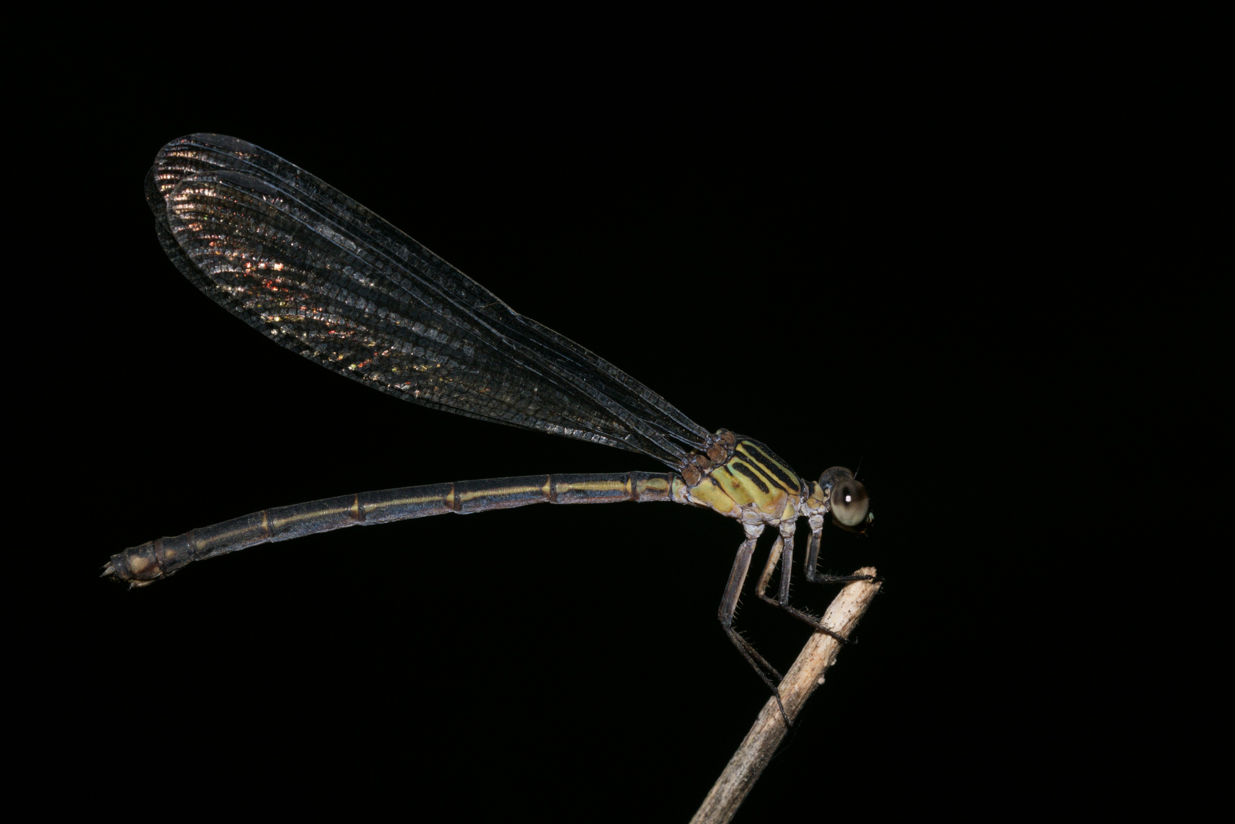 Euphaea fraseri-Kadavoor-2016-06-18-001