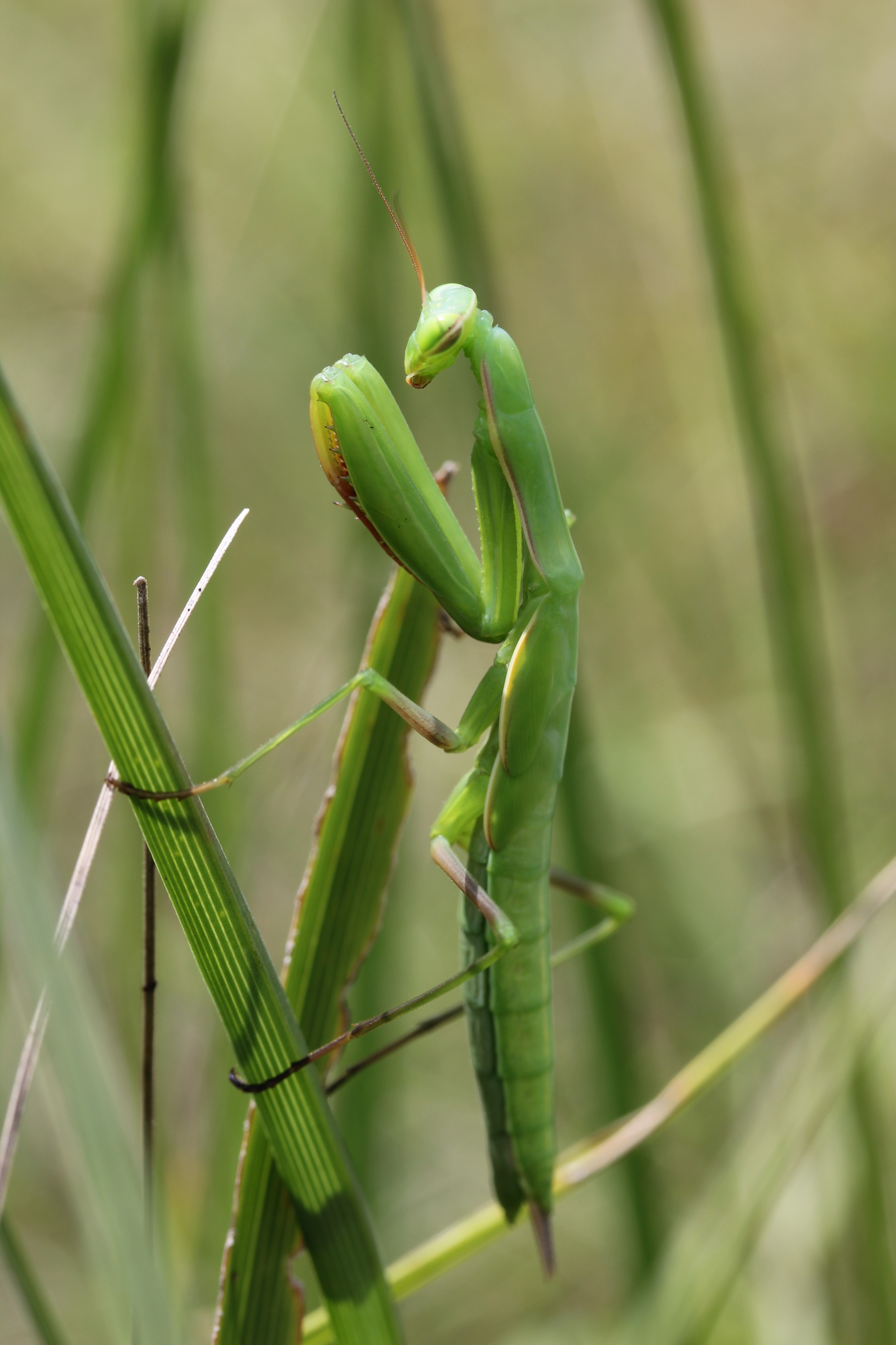European Mantis - Mantis religiosa (14774943915)