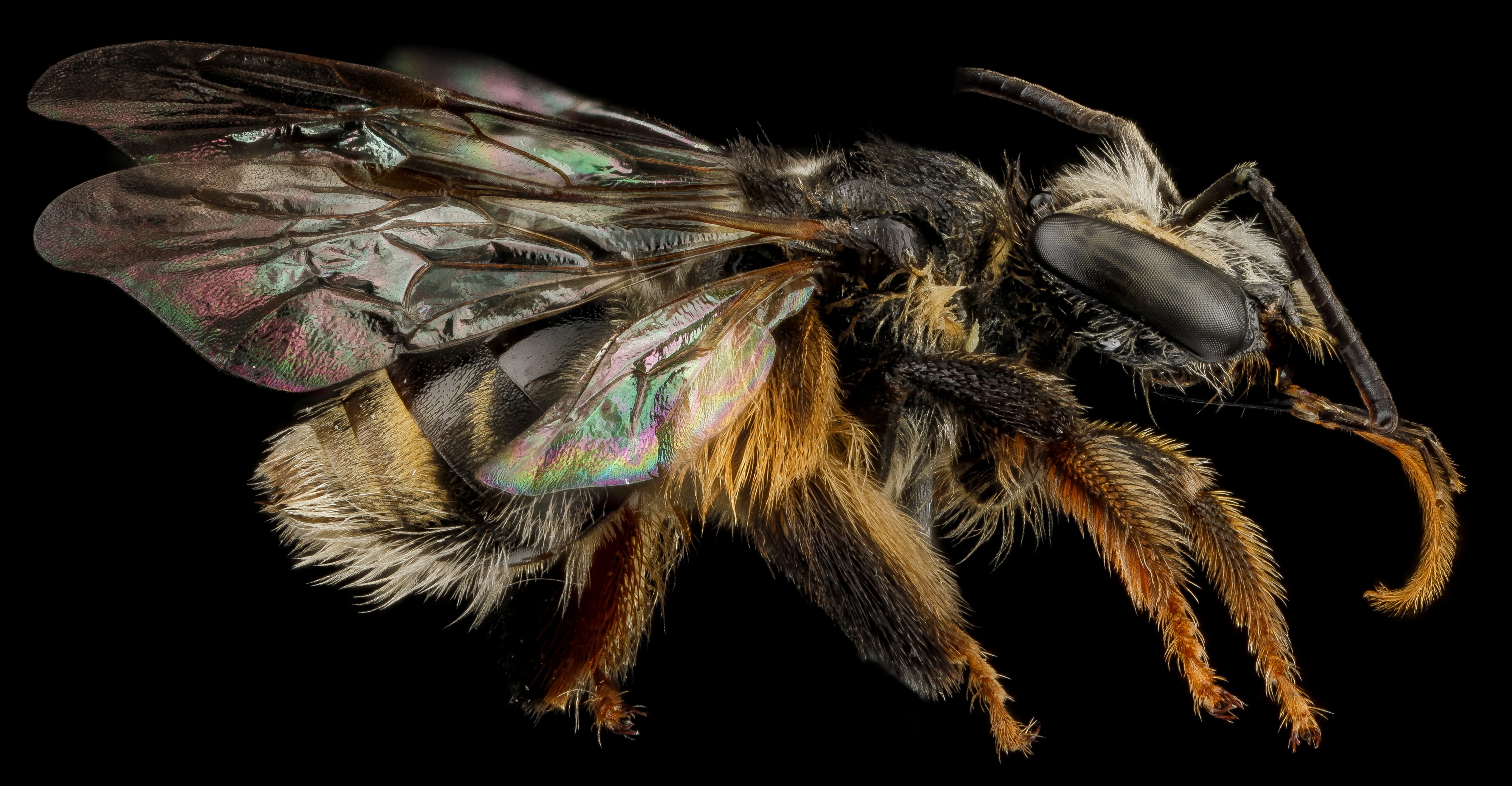 Exomalopsis analis f