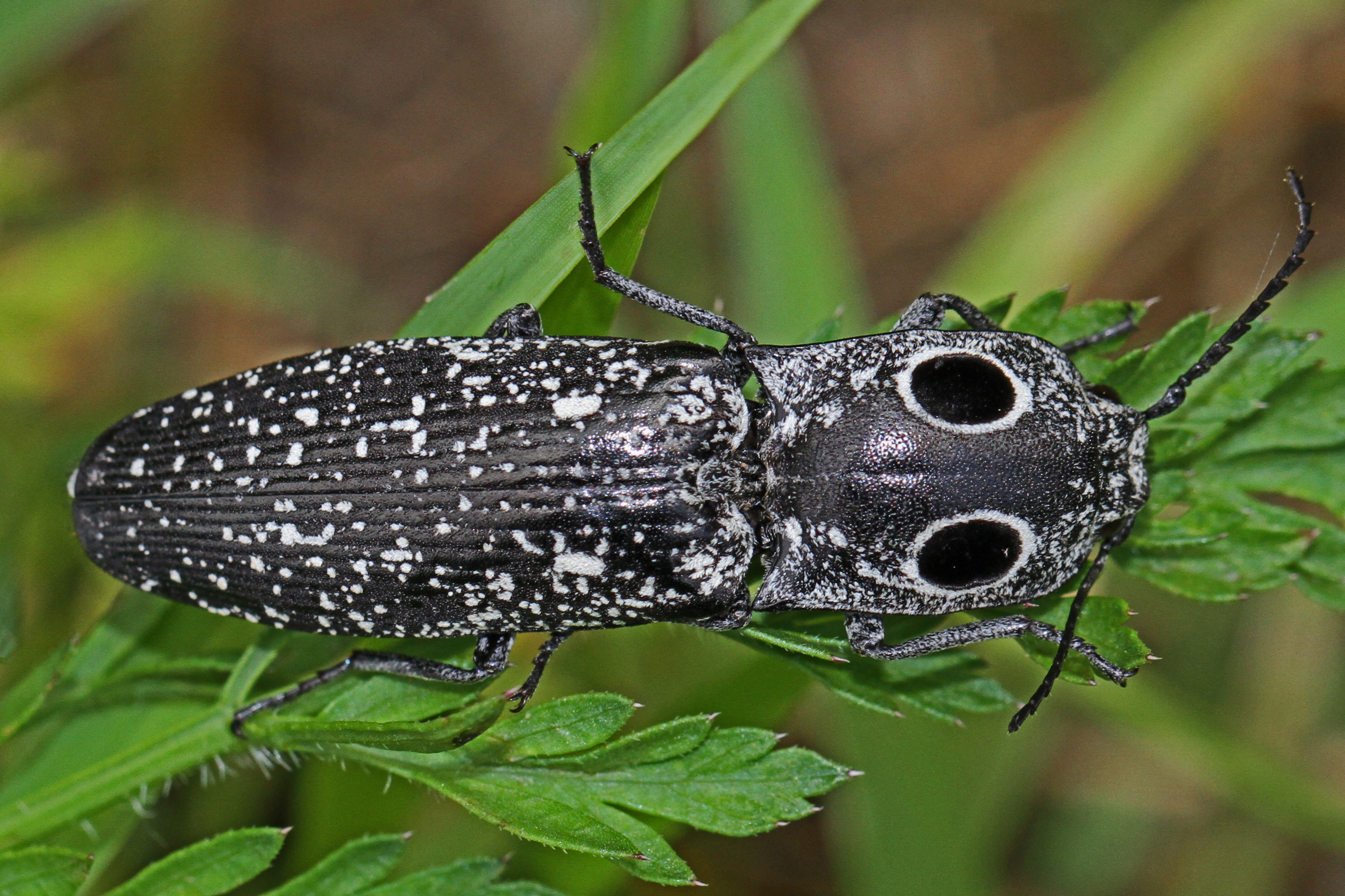 Eyed Click Beetle - Alaus oculatus, Julie Metz Wetlands, Woodbridge, Virginia