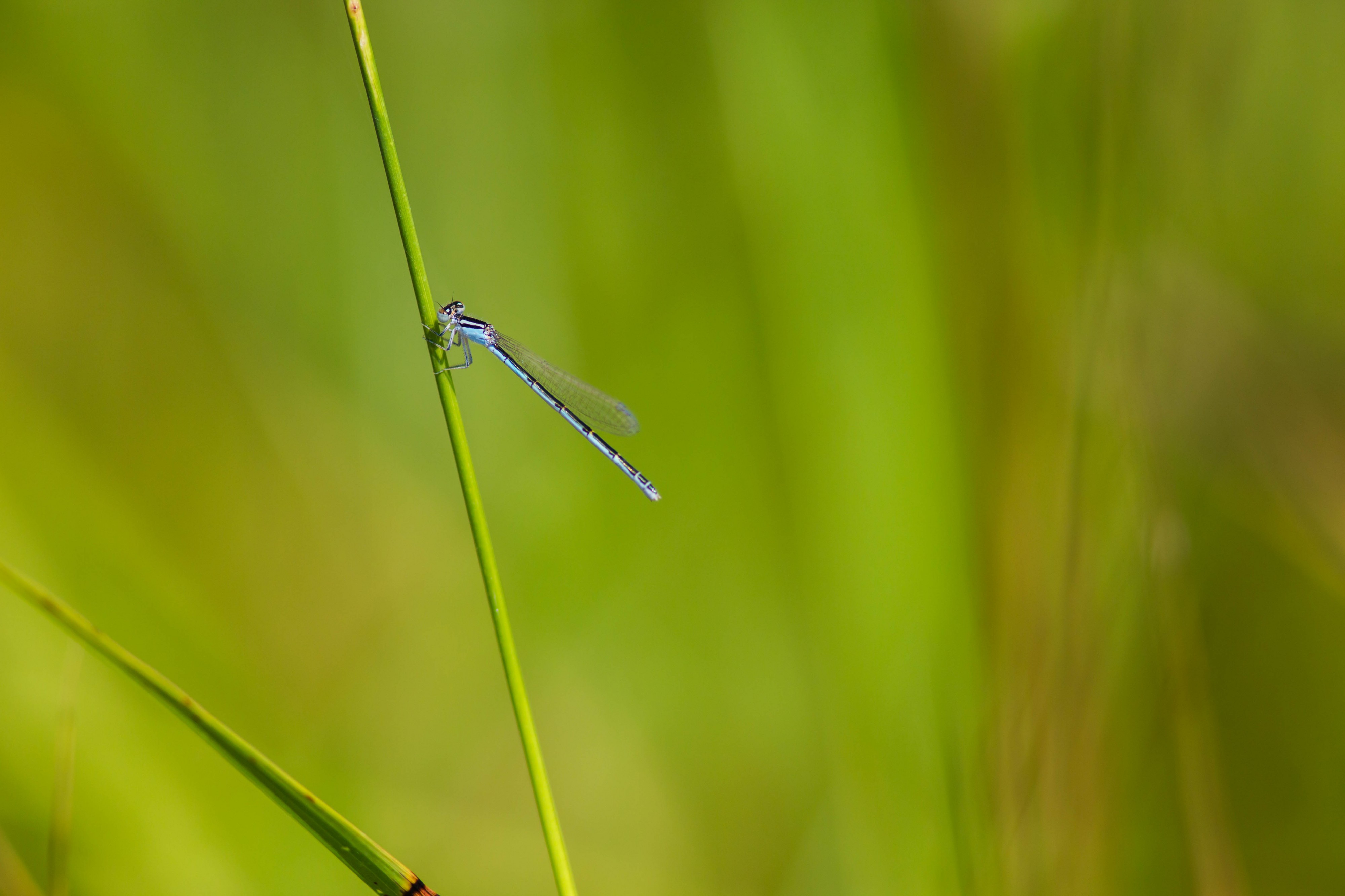Familiar bluet (36162662435)