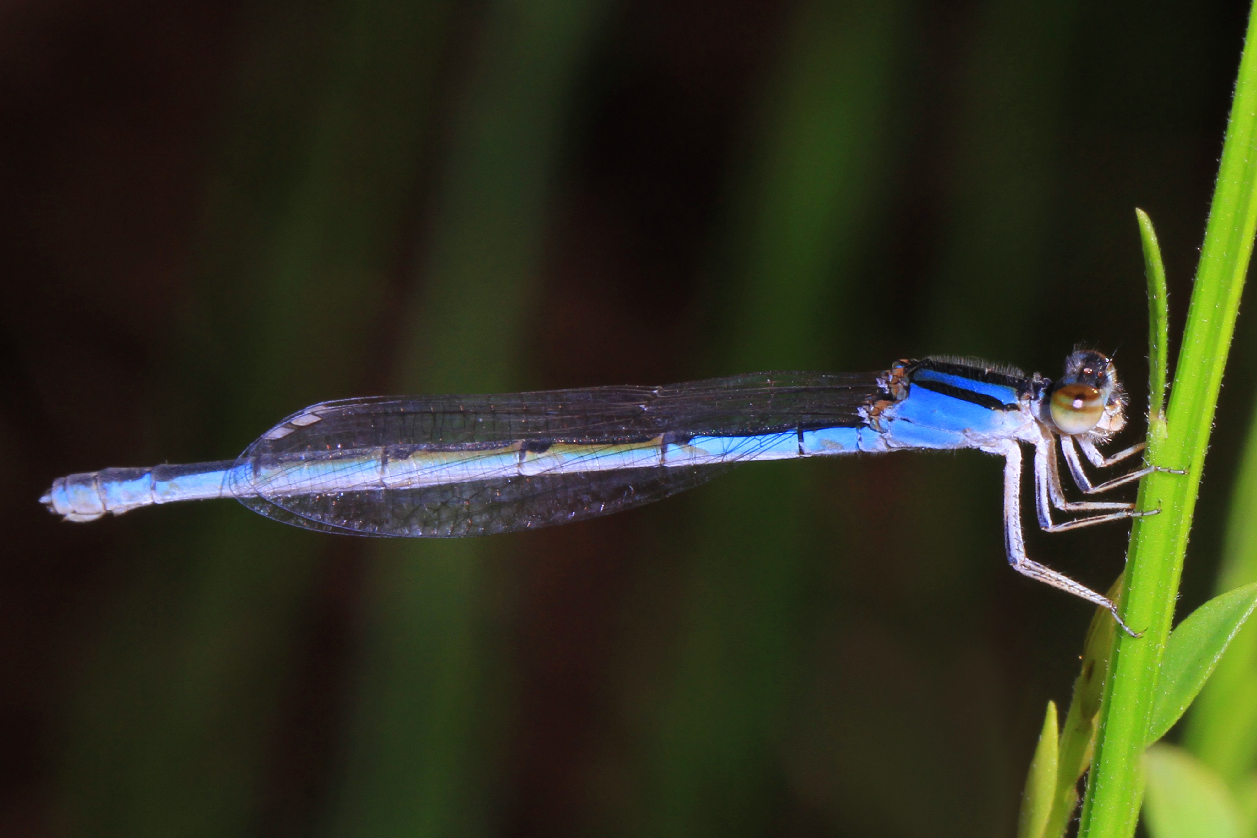 Familiar Bluet - Enallagma civile, Occoquan Regional Park, Lorton, Virginia