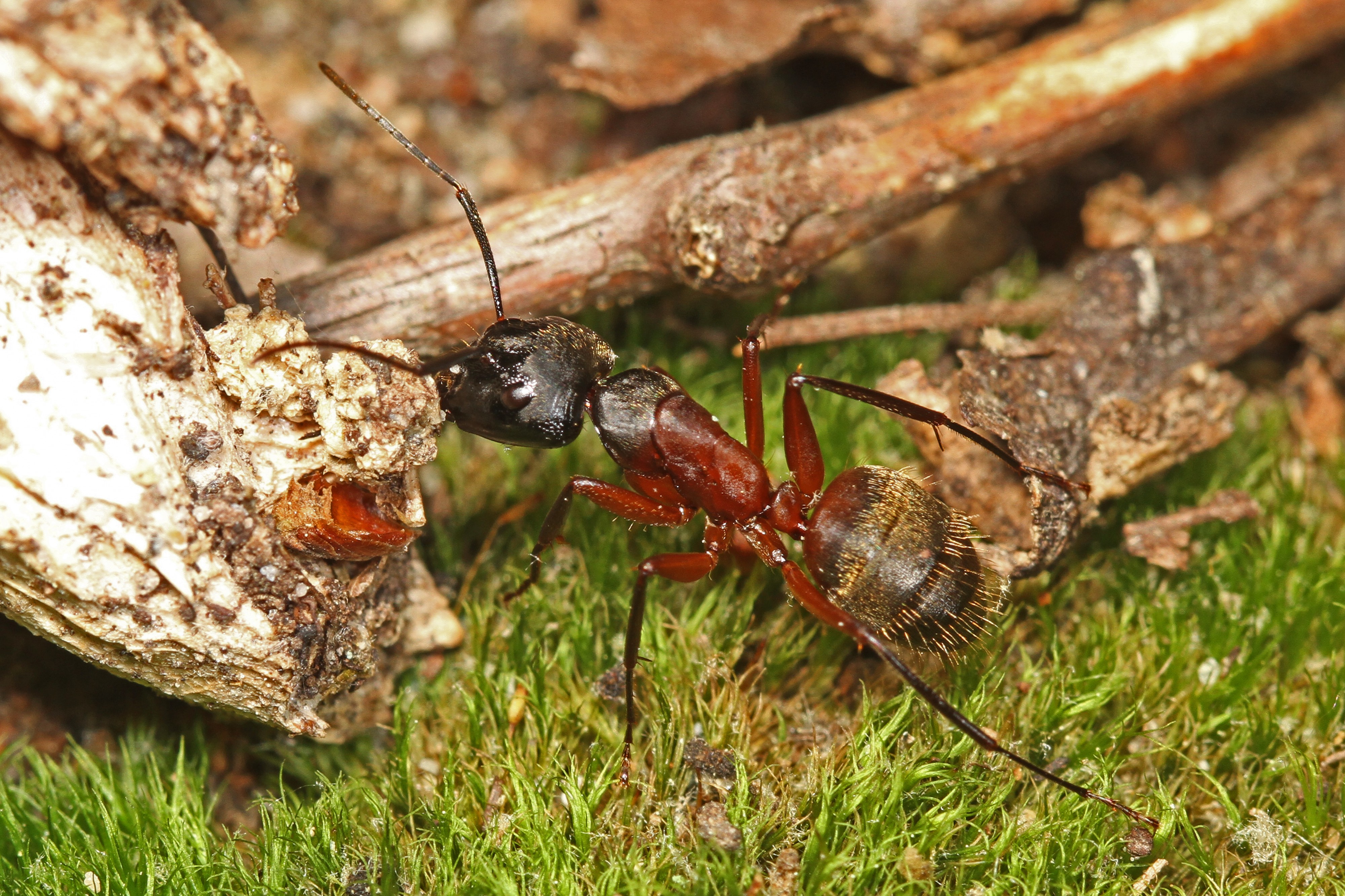 Ferruginous Carpenter Ant - Camponotus chromaiodes, Meadowwood Farm SRMA, Mason Neck, Virginia