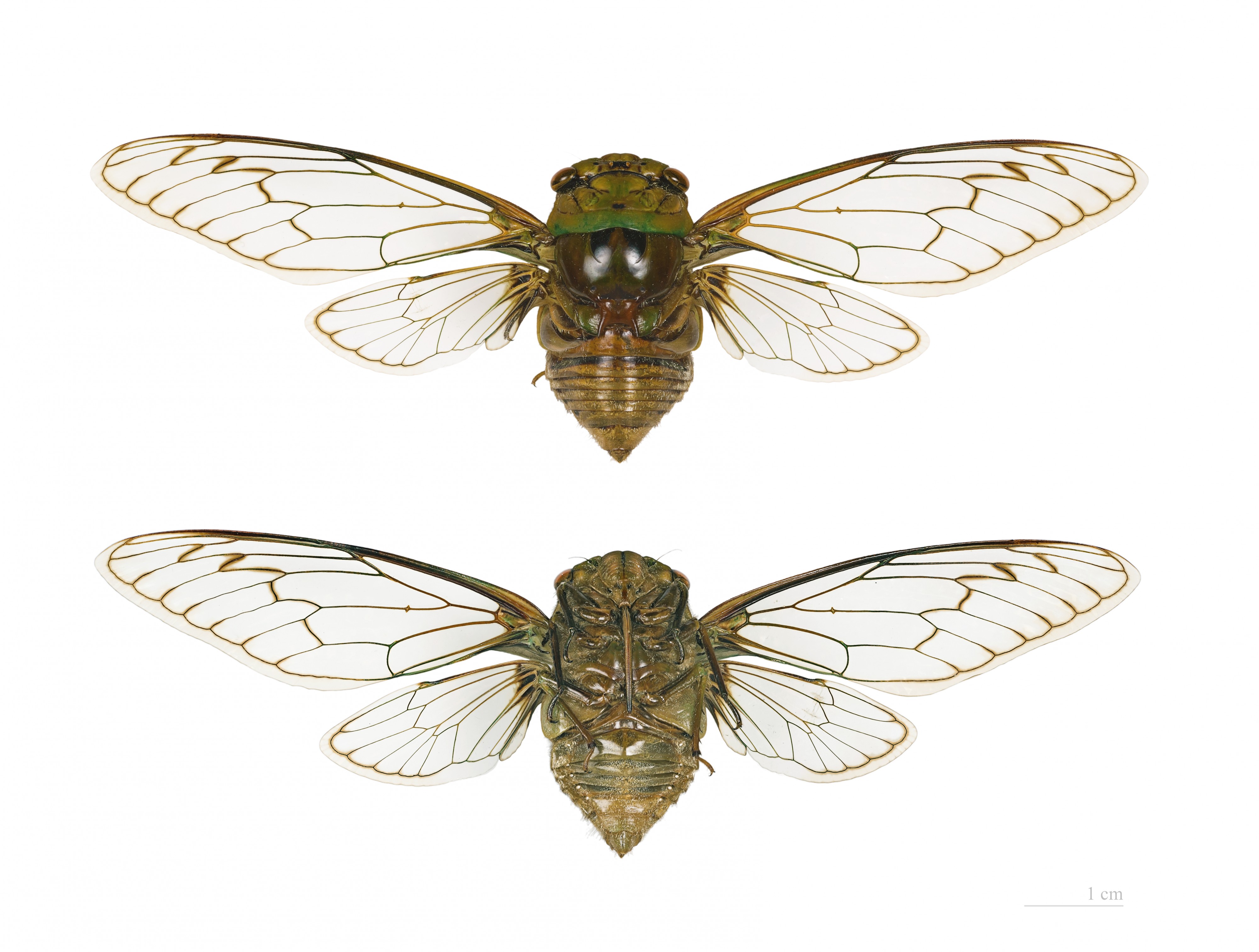 Fidicina mannifera MHNT