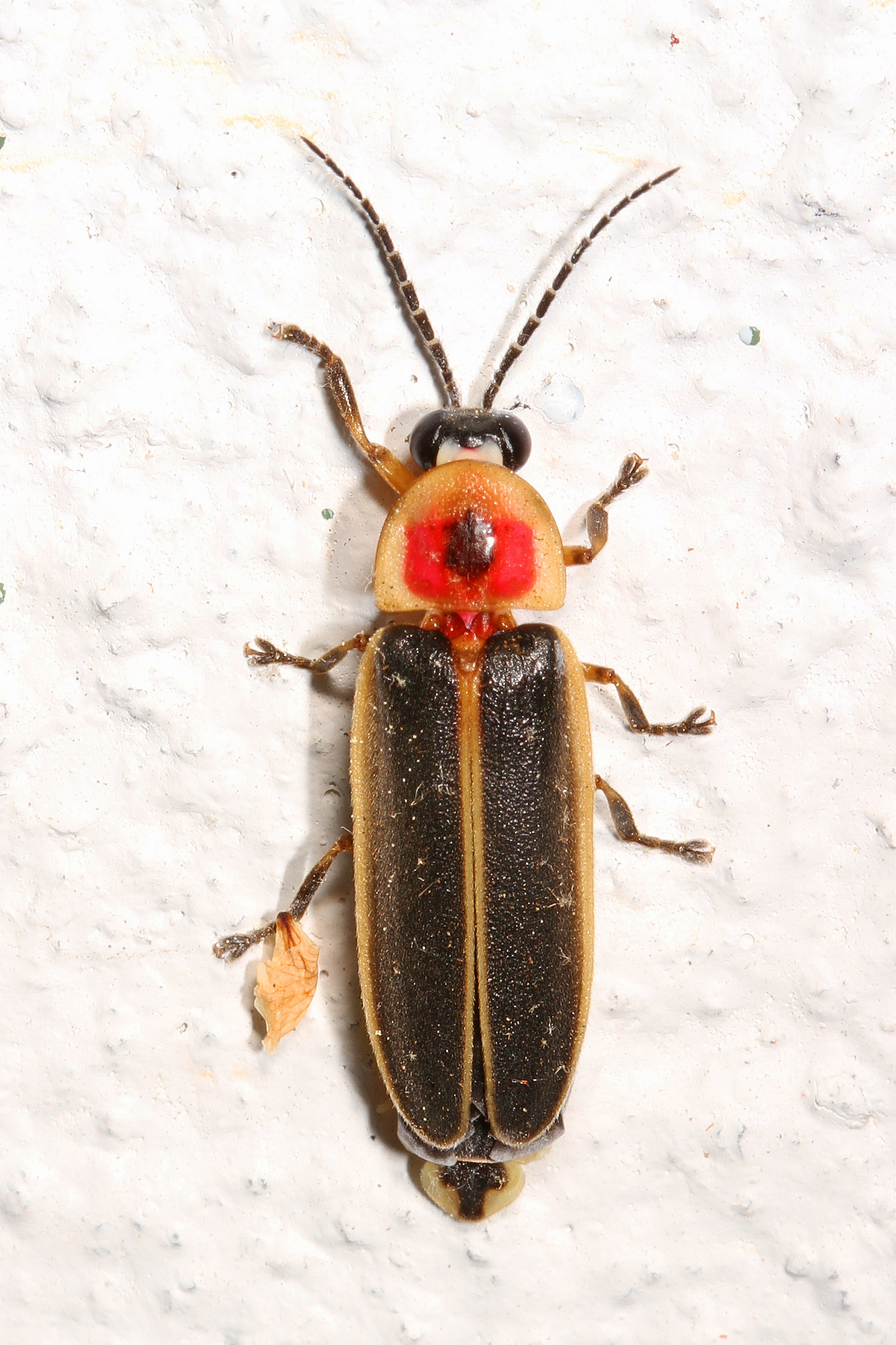 Firefly - Photinus pyralis, Woodbridge, Virginia