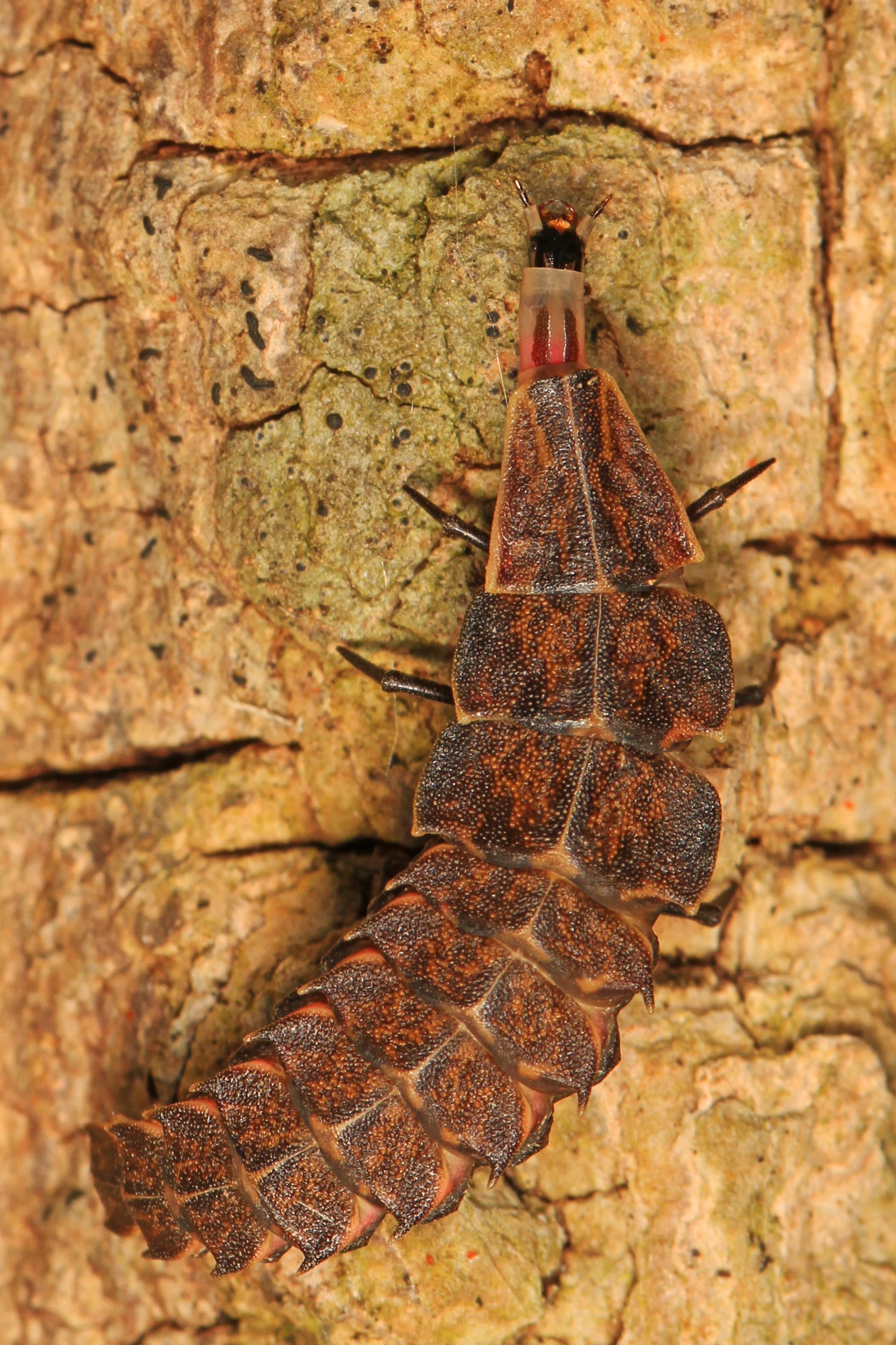 Firefly larva (species unknown), Leesylvania State Park, Woodbridge, Virginia