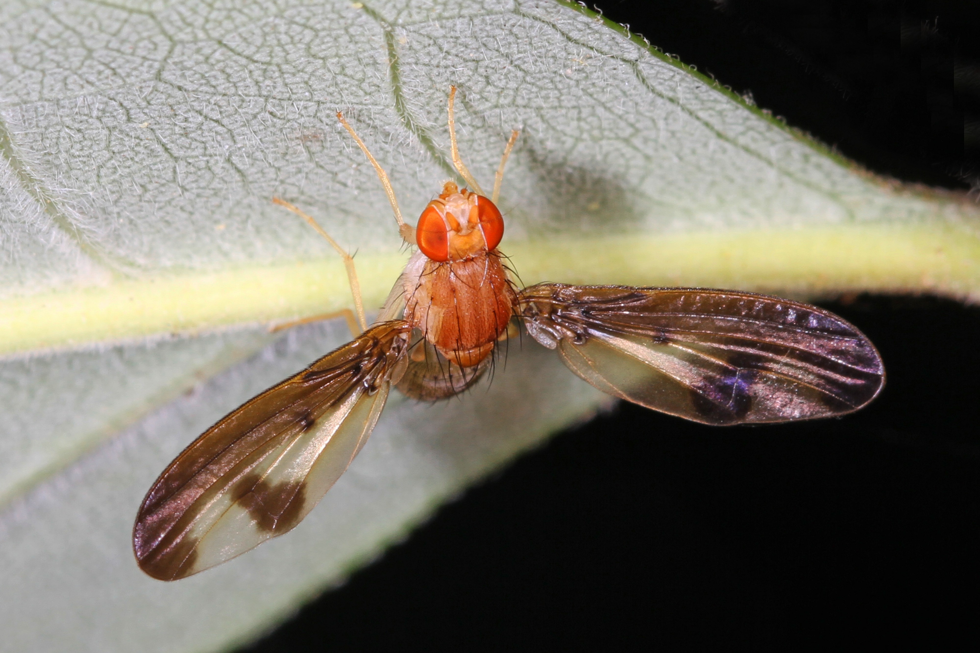 Flutter Fly - Toxonevra superba, Julie Metz Wetlands, Woodbridge, Virginia