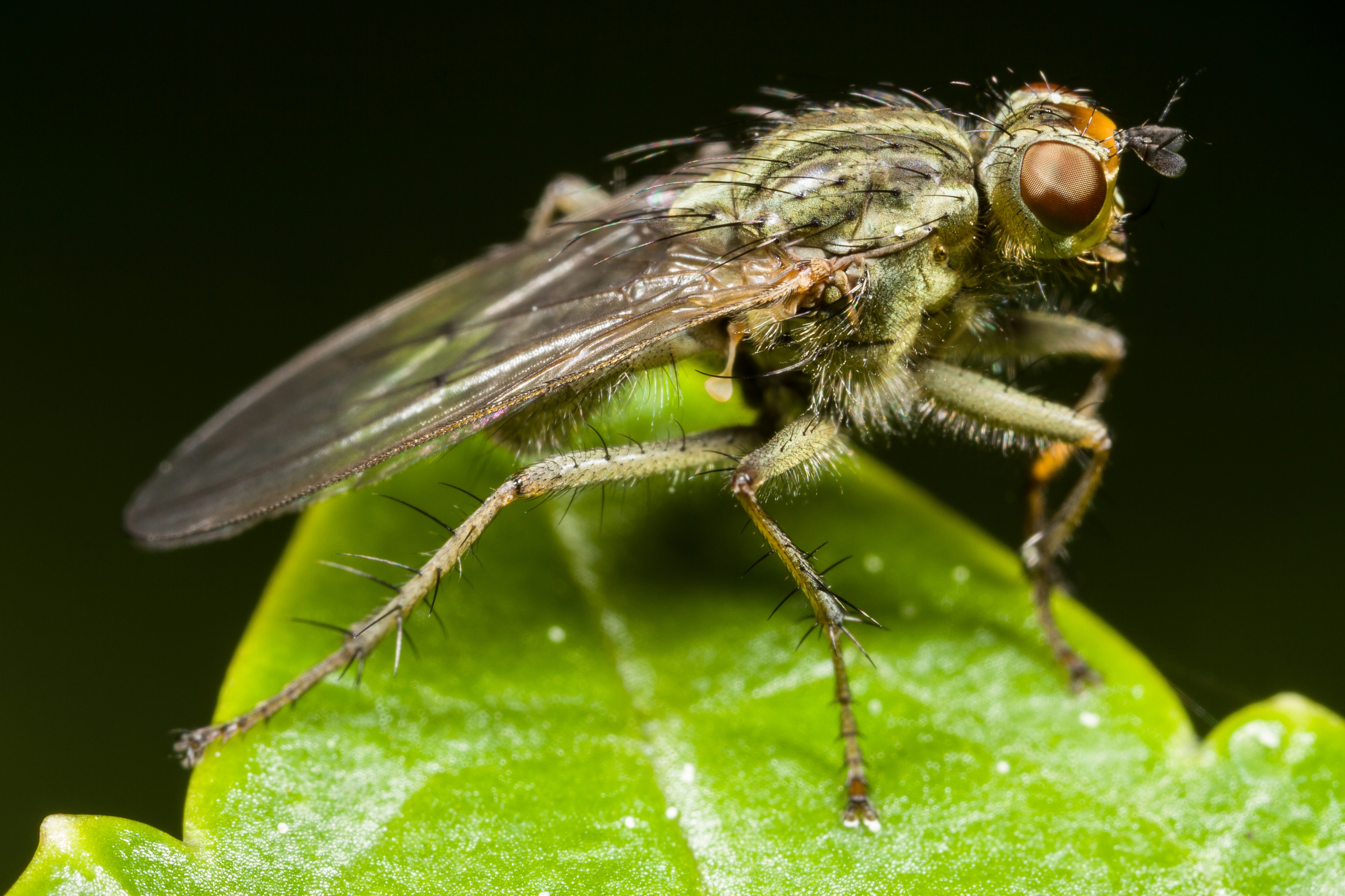 Fly (13822326324)