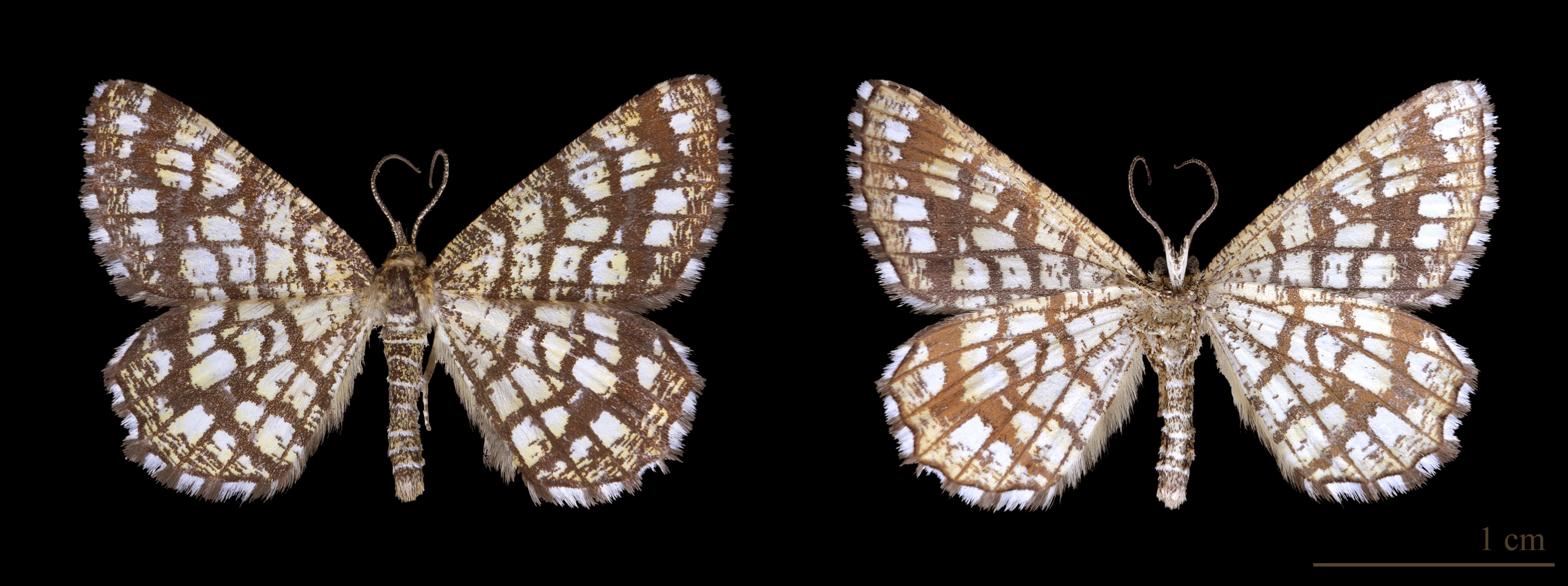 Géomètre à barreaux MHNT