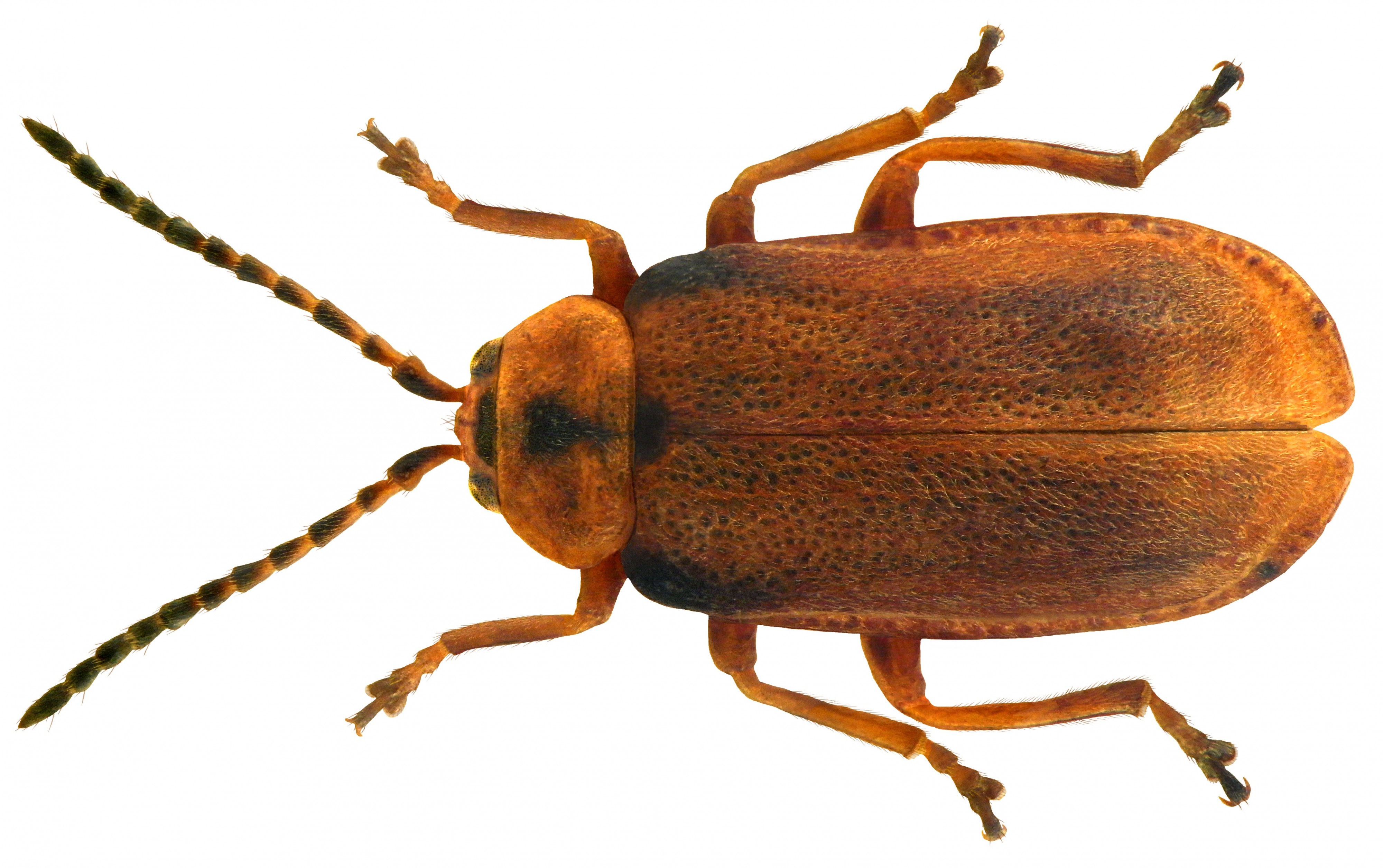 Galerucella lineola (Fabricius, 1781)