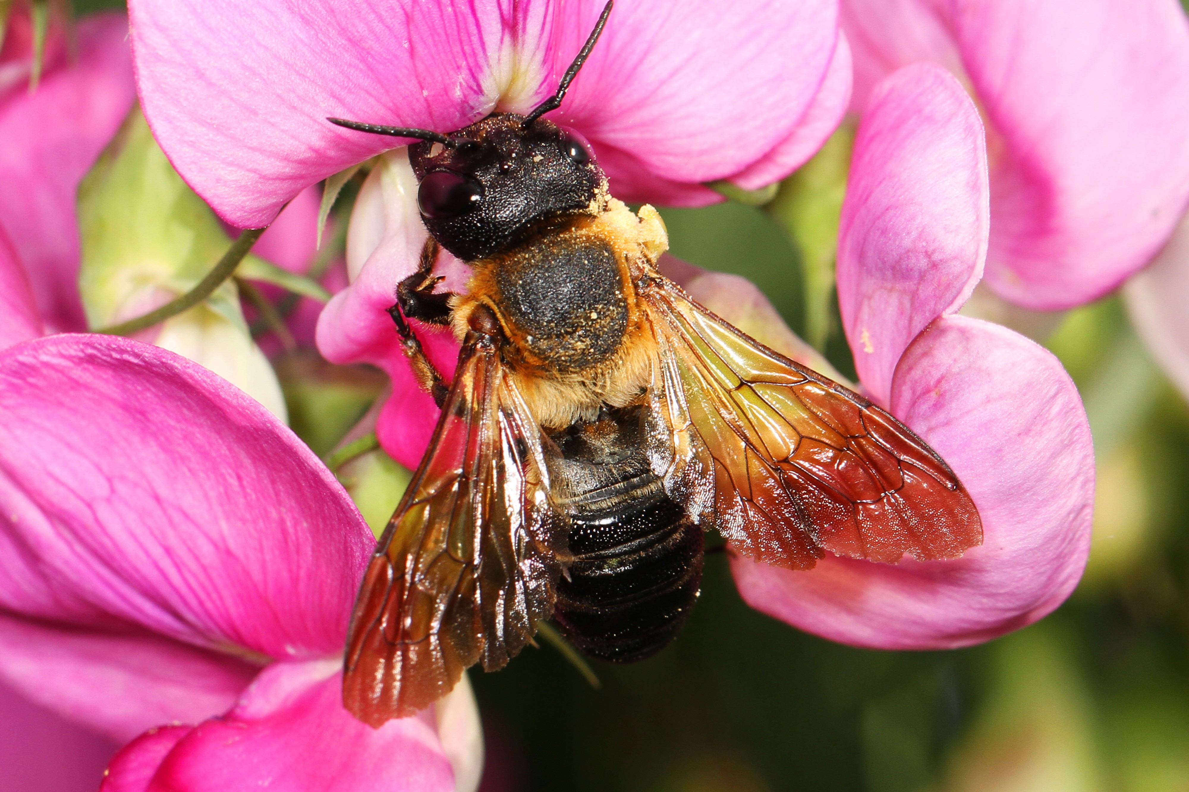 Giant Resin Bee - Megachile sculpturalis, Elkhorn Community Garden, Columbia, Maryland