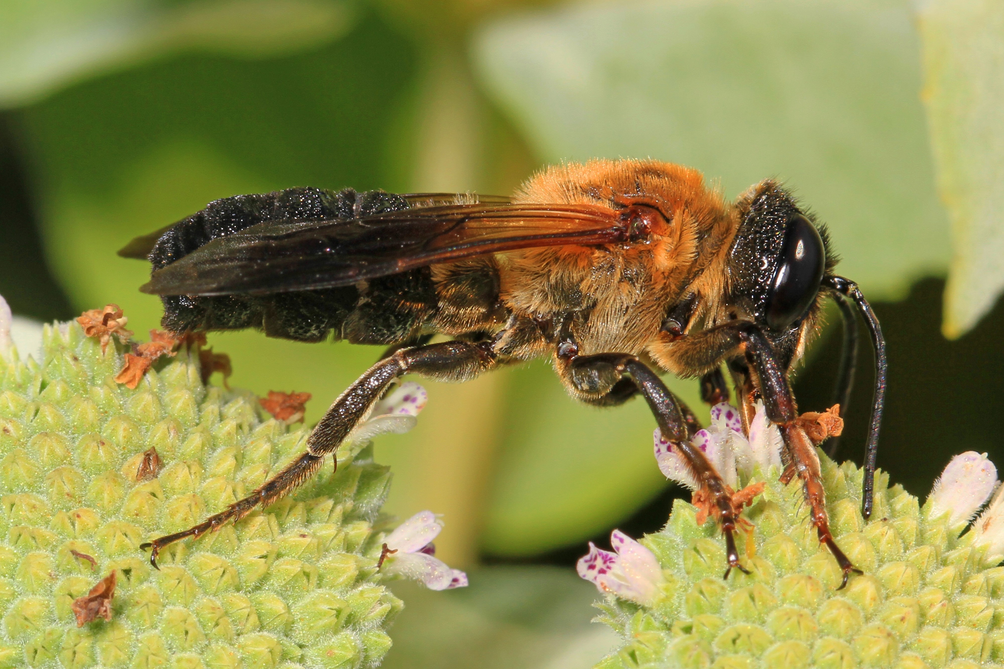 Giant Resin Bee - Megachile sculpturalis, Meadowood Farm SRMA, Mason Neck, Virginia - 01