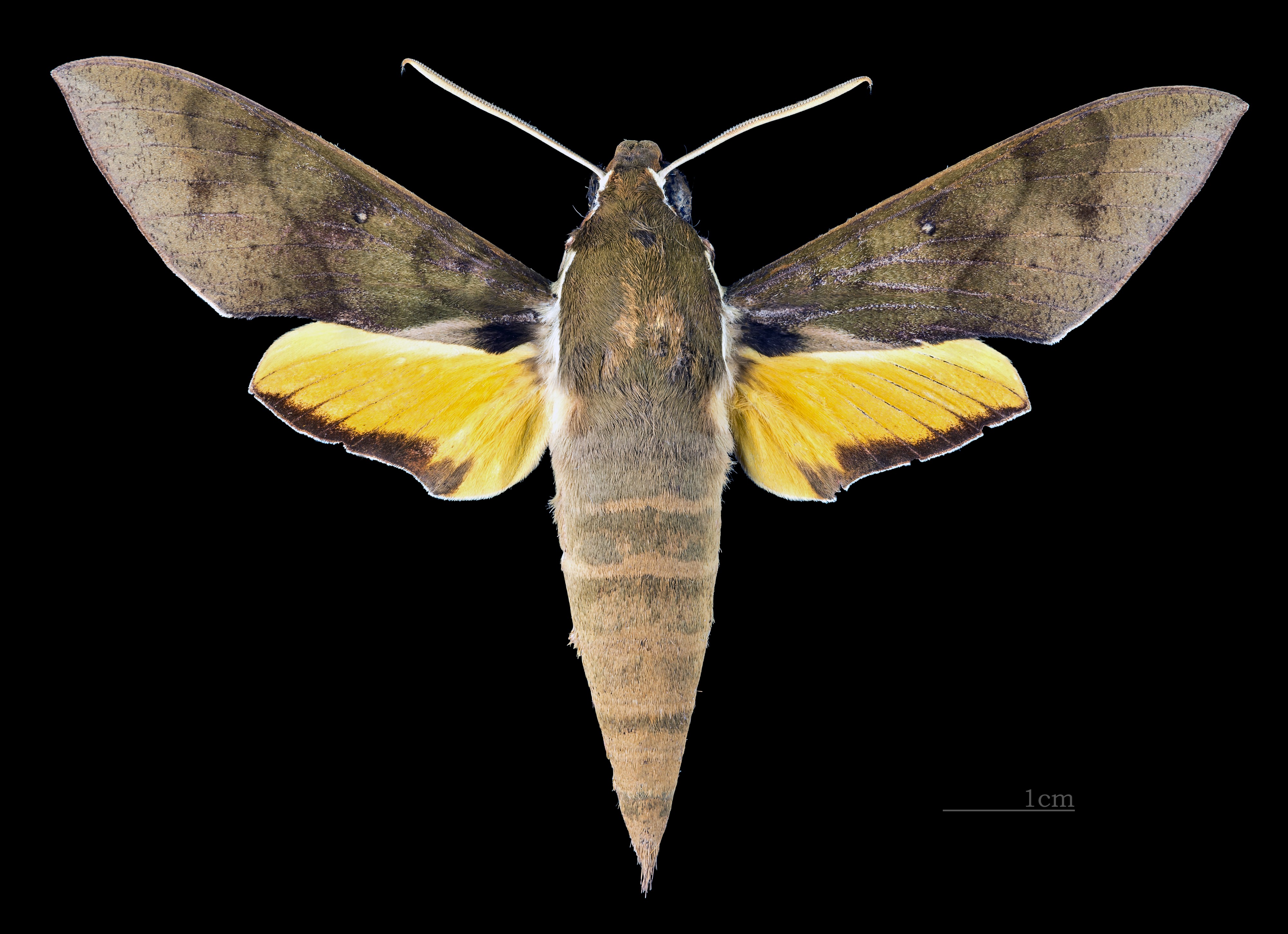 Gnathothlibus eras MHNT CUT 2010 0 139 Sulawesi dorsal