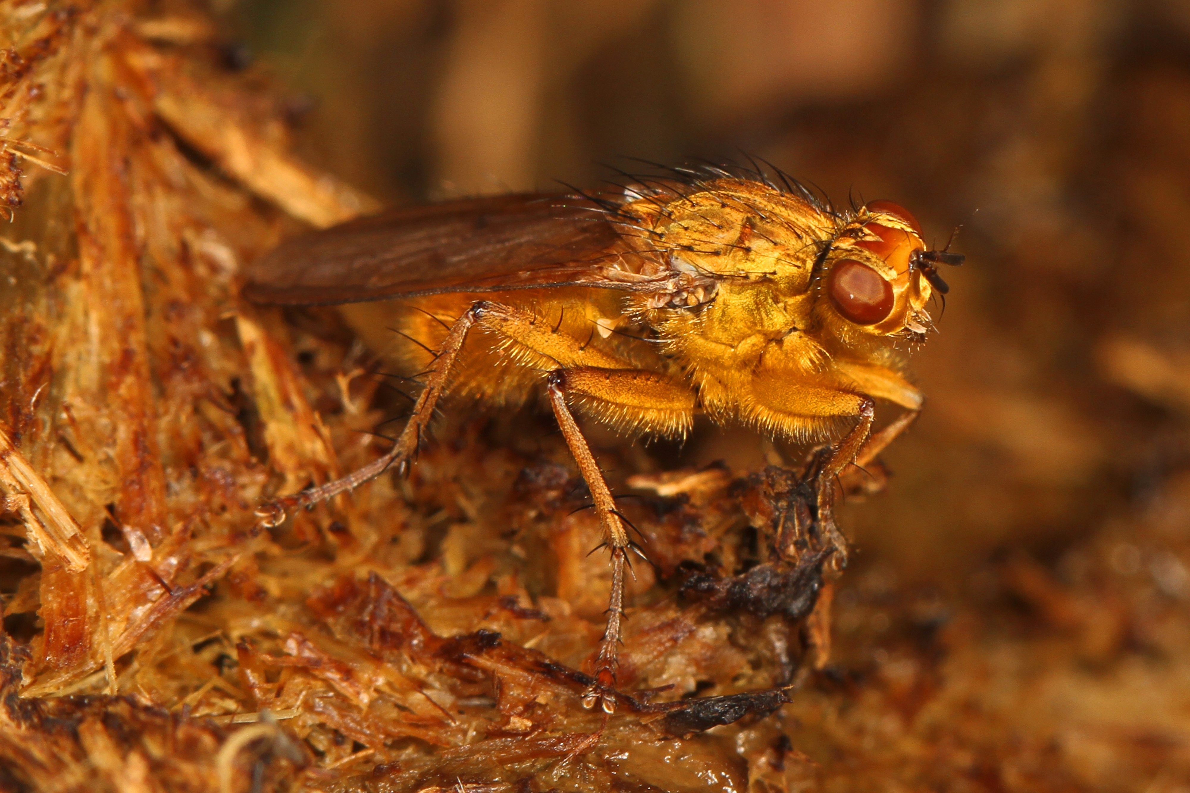 Golden Dung Fly - Scathophaga stercoraria, Meadowood Farm SRMA, Mason Neck, Virginia