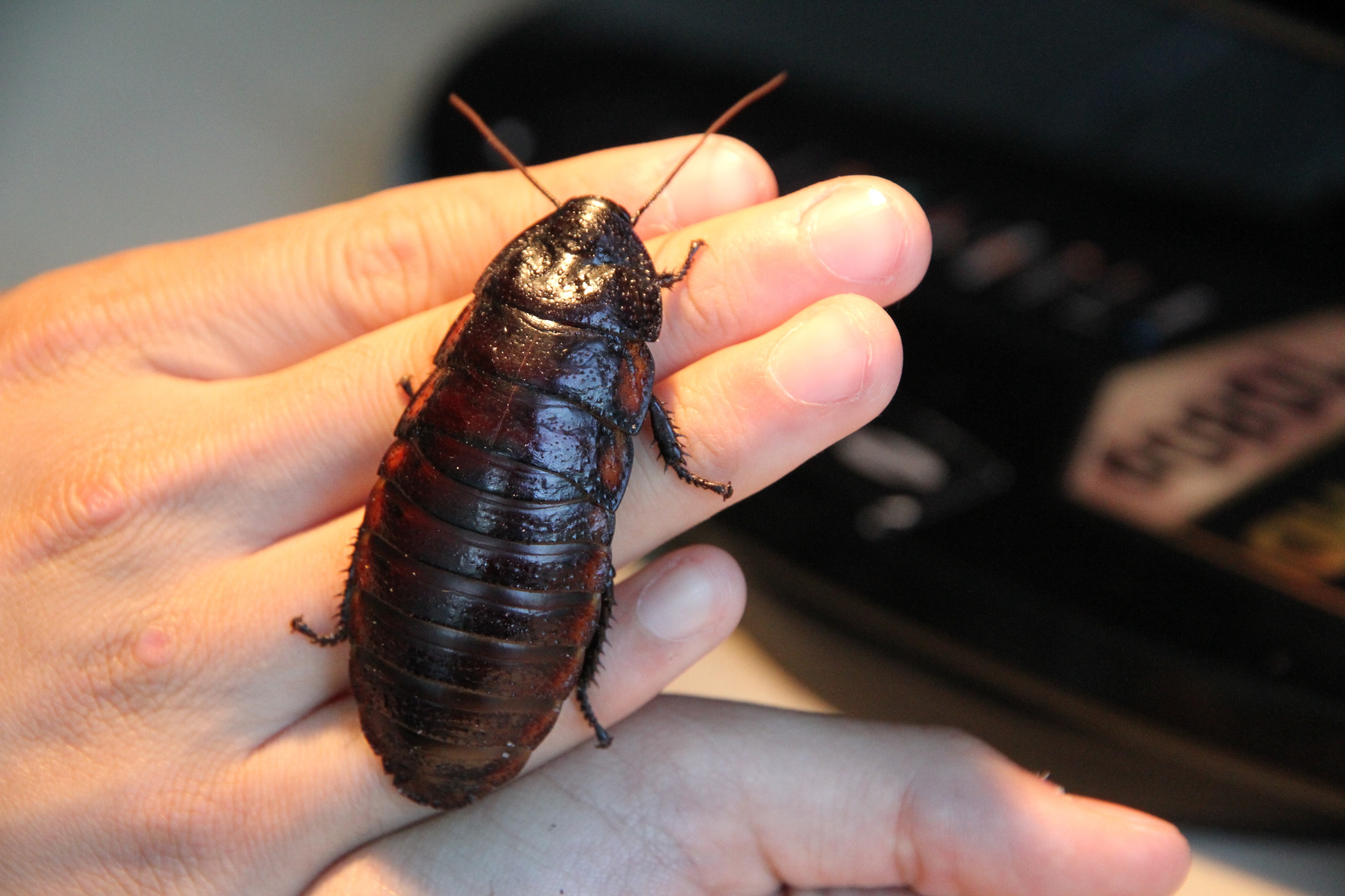 Gorromphina portentosa upper view