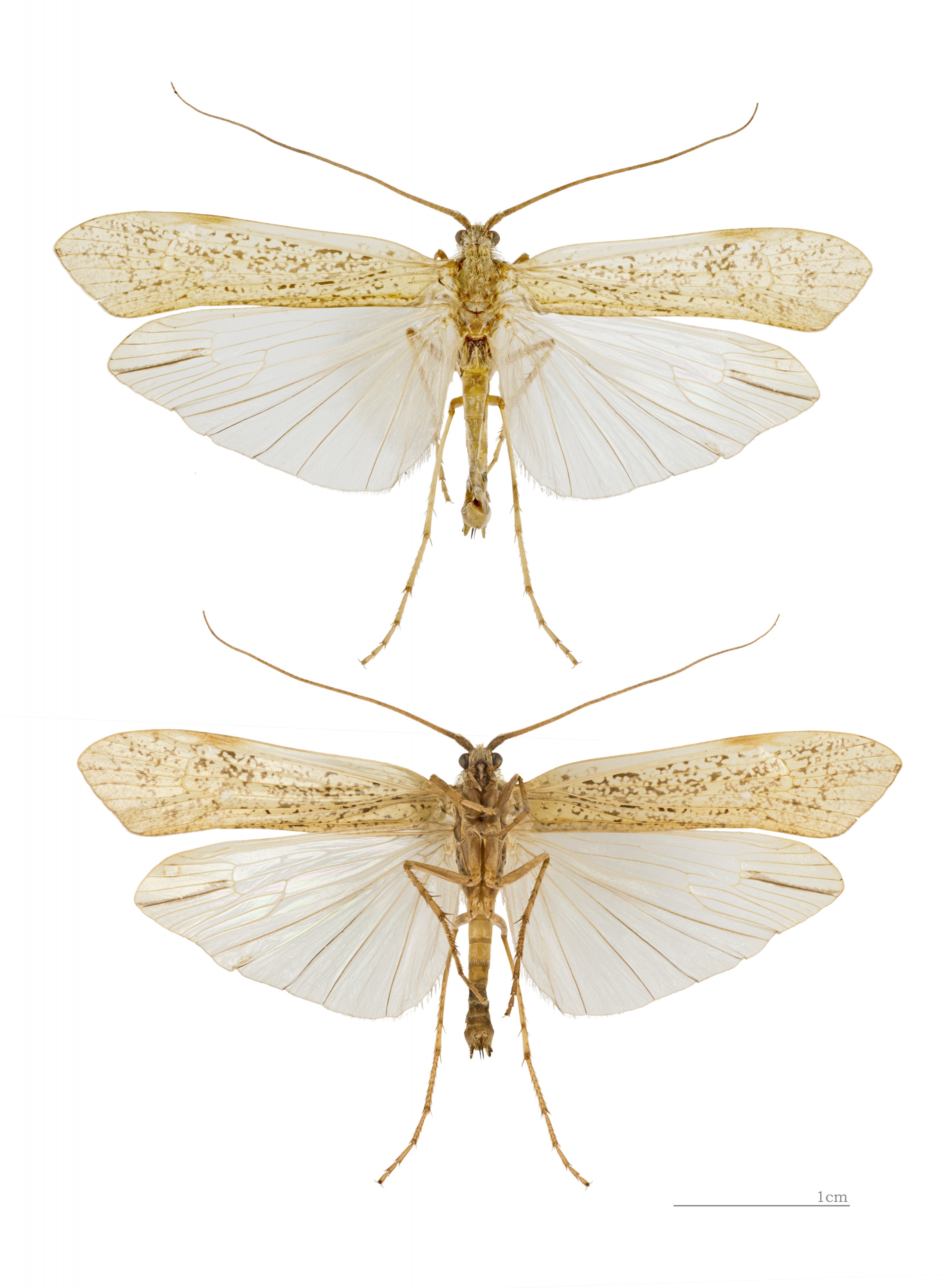 Grammotaulius nigropunctatus MHNT Le grand Dieulet Sommauthe